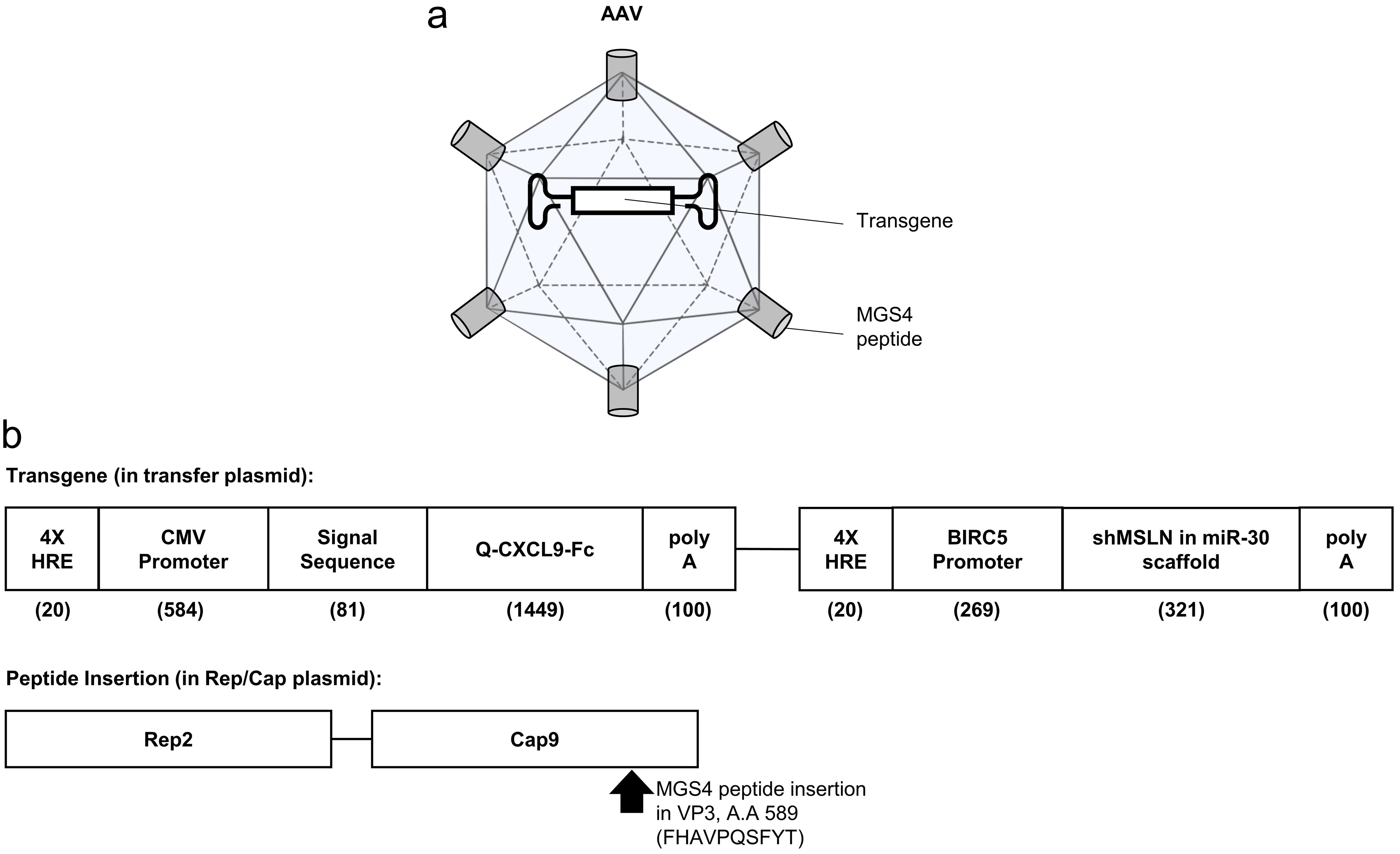 Expected schematics of a hypoxia-inducible AAV vector encoding Q-CXCL9-Fc and shMSLN with MGS4 peptide inserted in VP3.
