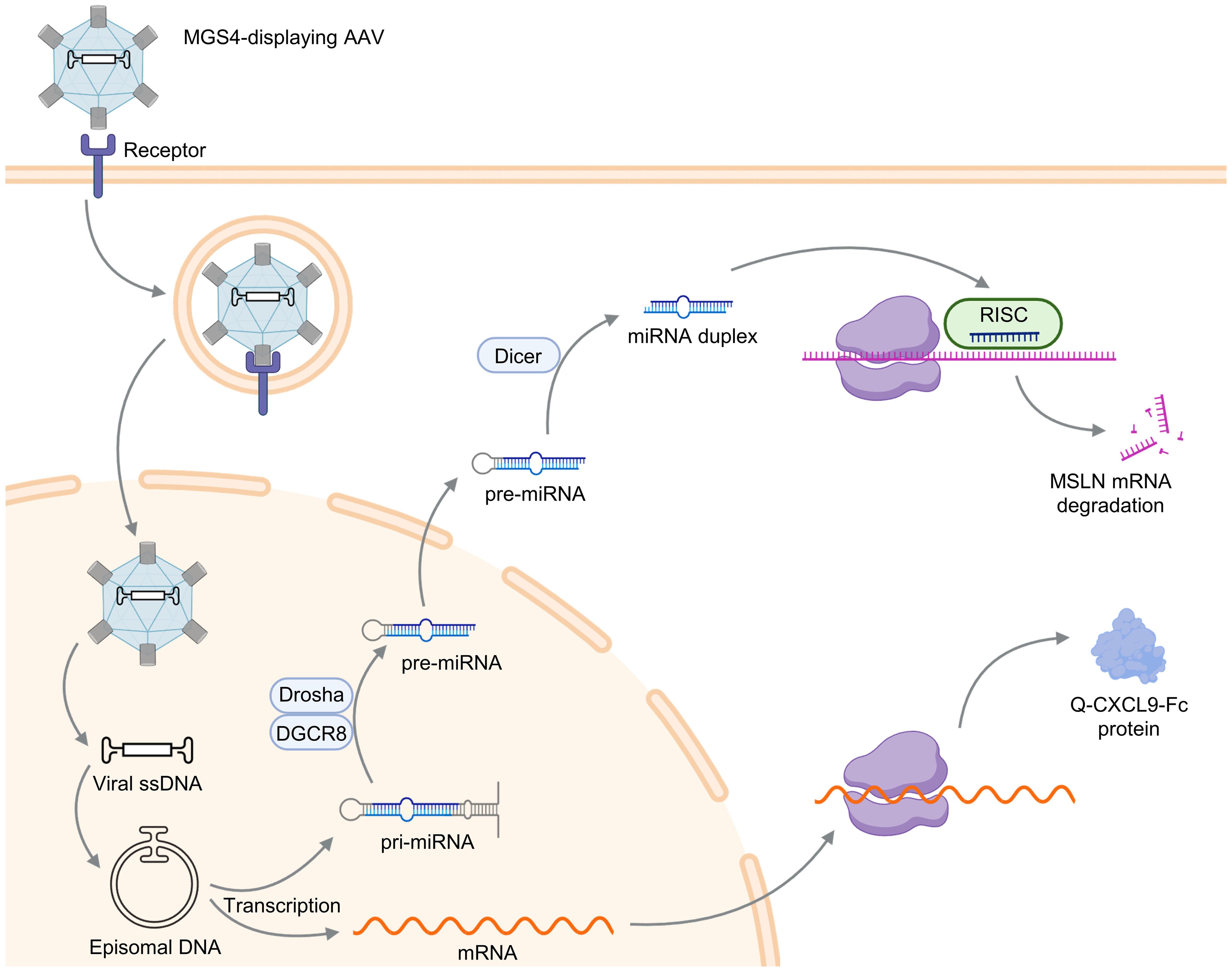 Schematic of the expected mechanism of MGS4-displaying AAV-mediated Q-CXCL9-Fc production and miR-30 scaffold-based MSLN silencing in NSCLC cells.