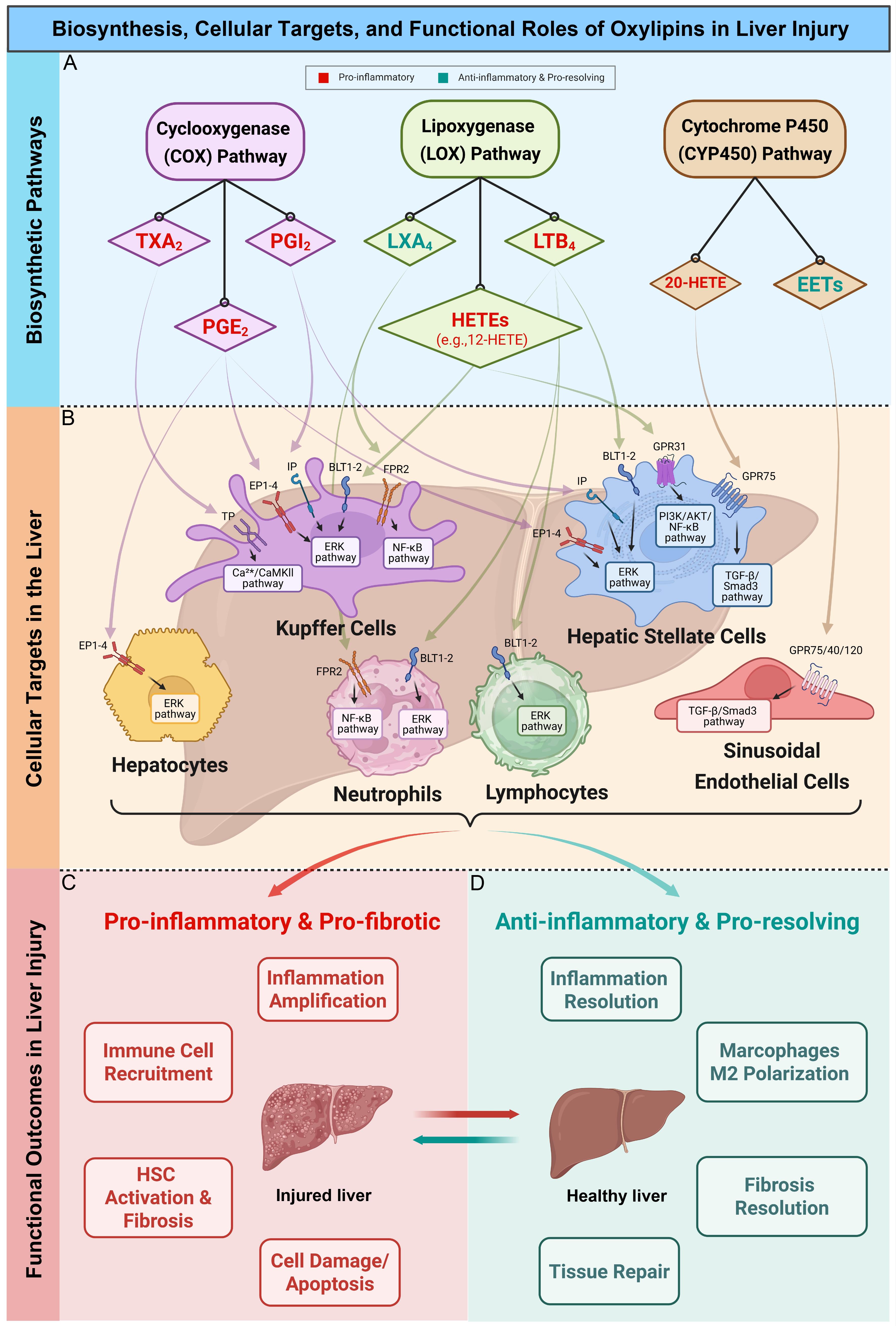 Biosynthesis, cellular targets, and functional roles of oxylipins in liver injury.