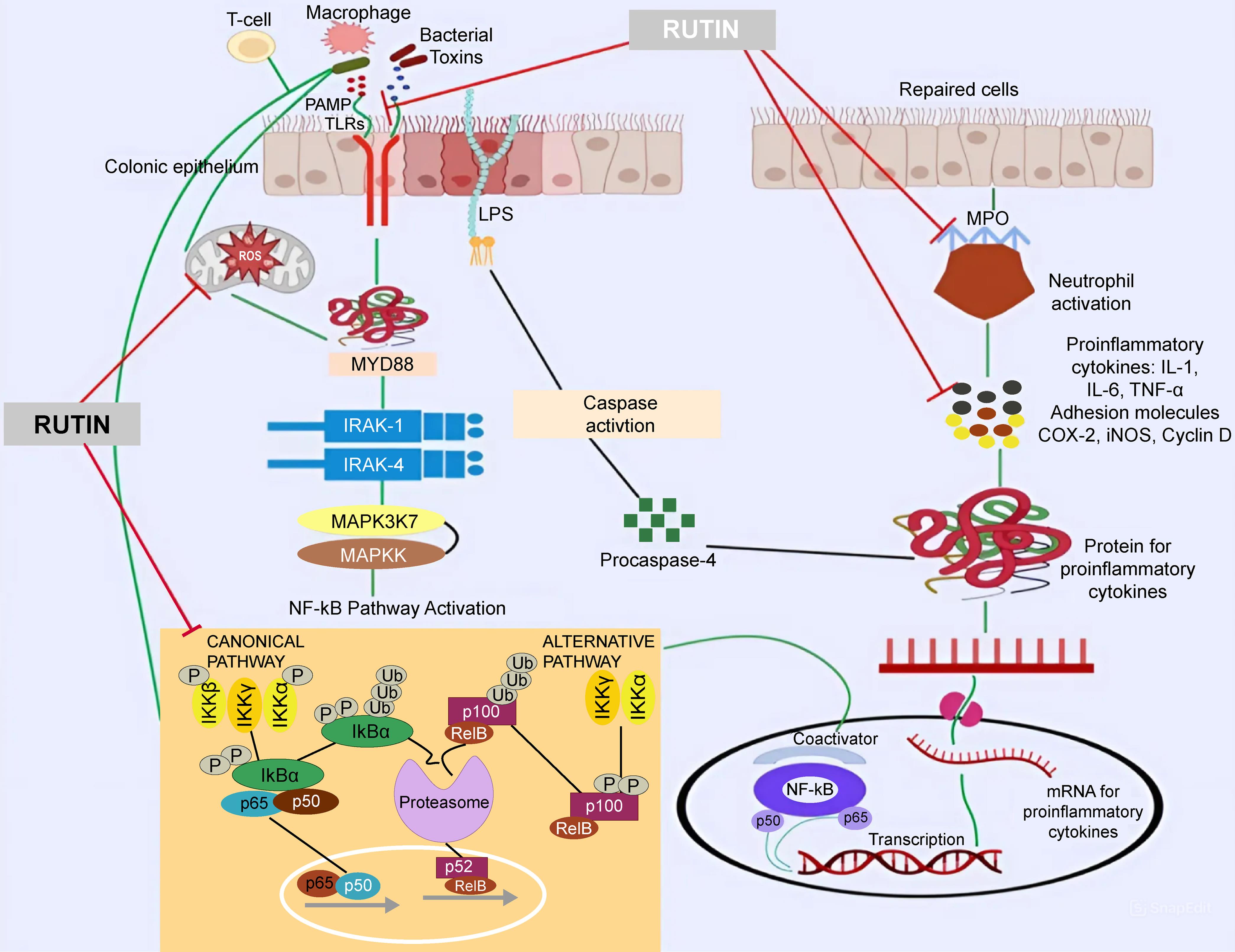 Effect of rutin in colitis management.