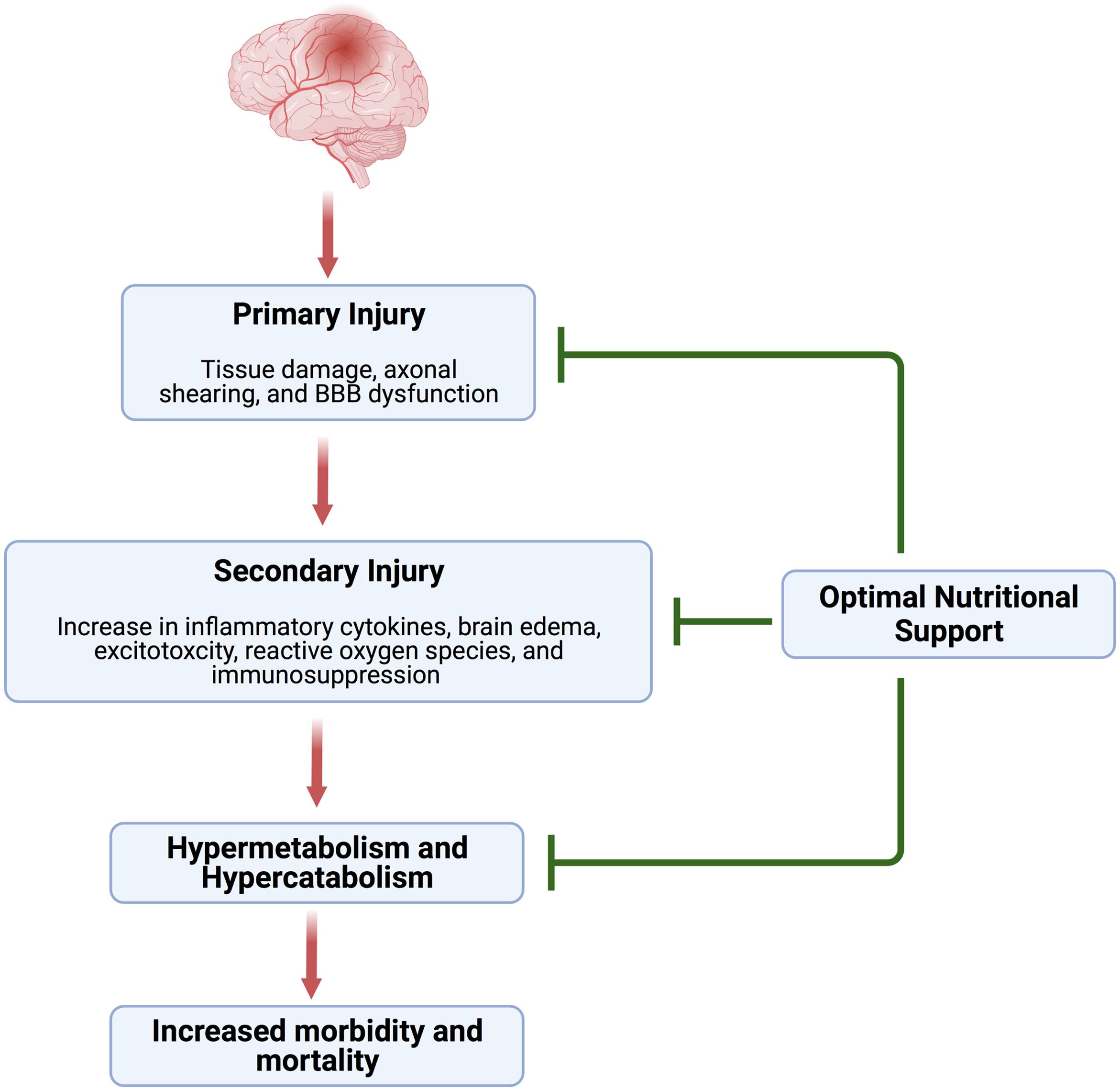 Schematic representation of traumatic brain injury (TBI).