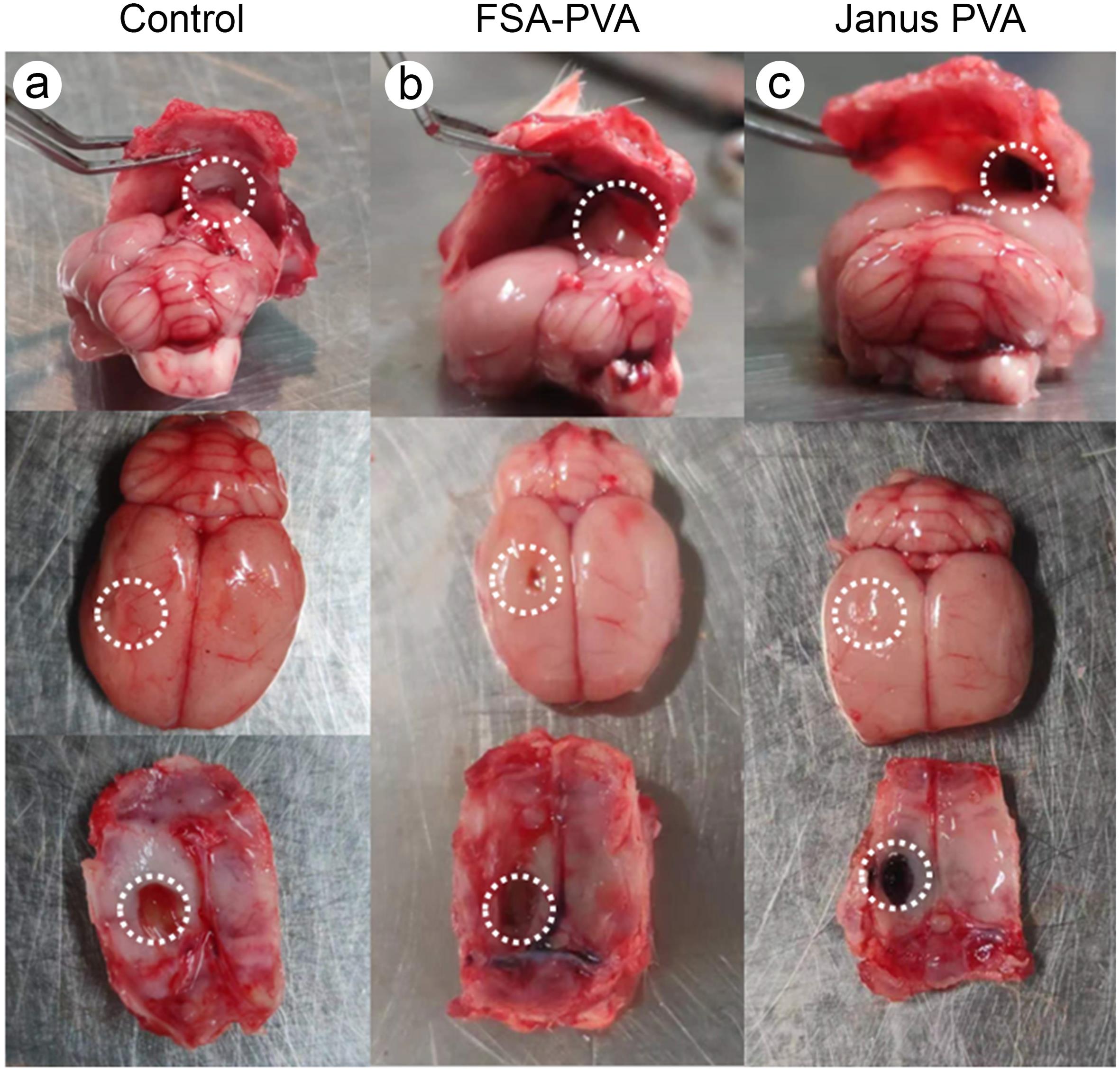 Gross results of the rat dural defect model.