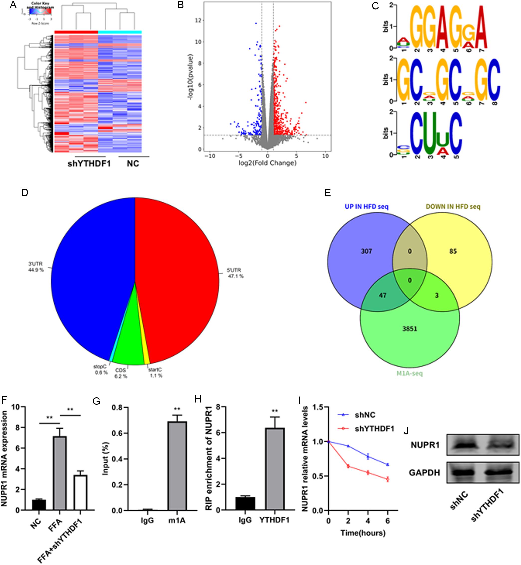Identification of NUPR1 as a key target of YTHDF1 in NAFLD.