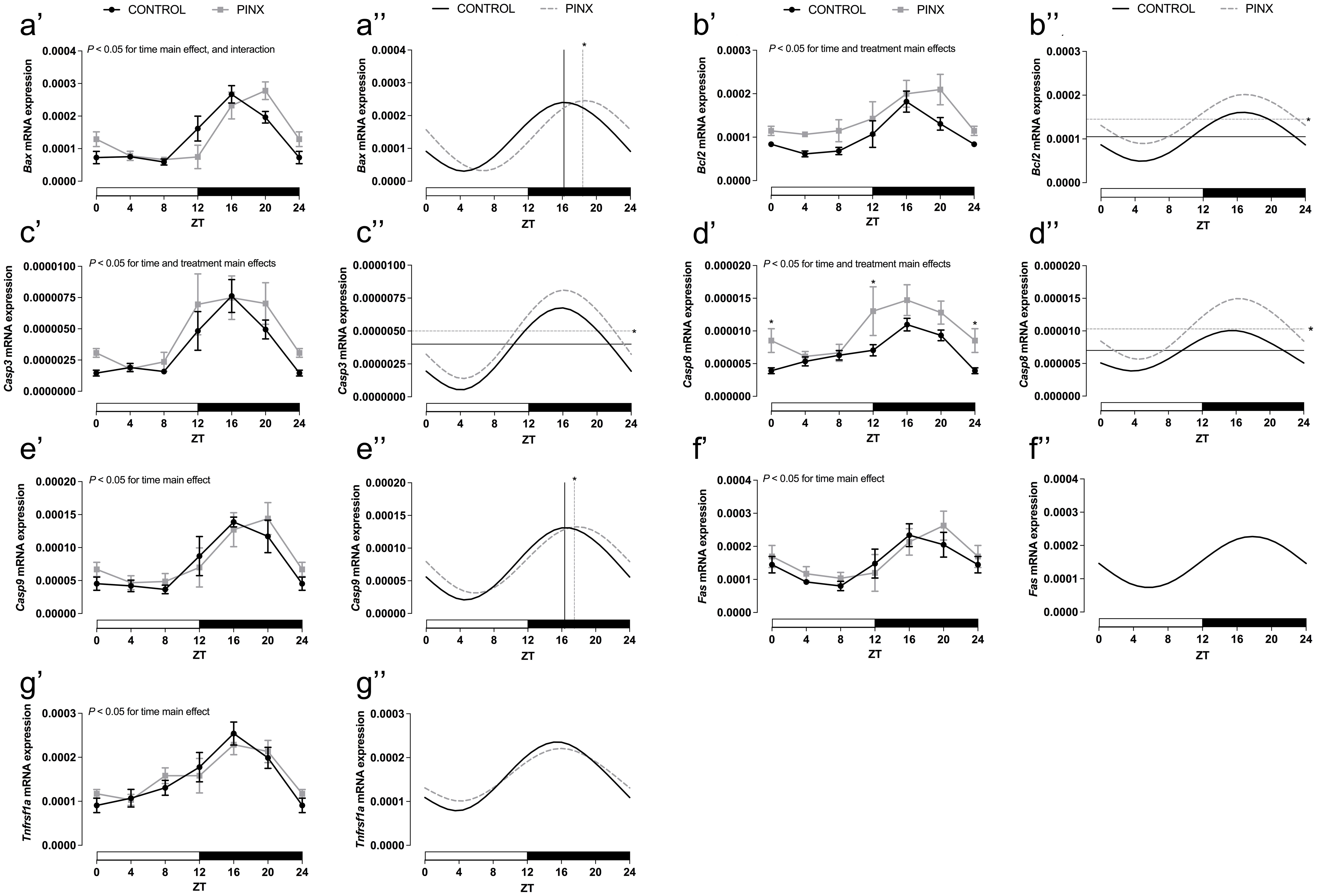 Effects of pinealectomy in the mRNA expression of apoptosis-related genes in rat retroperitoneal adipose tissue (RP).