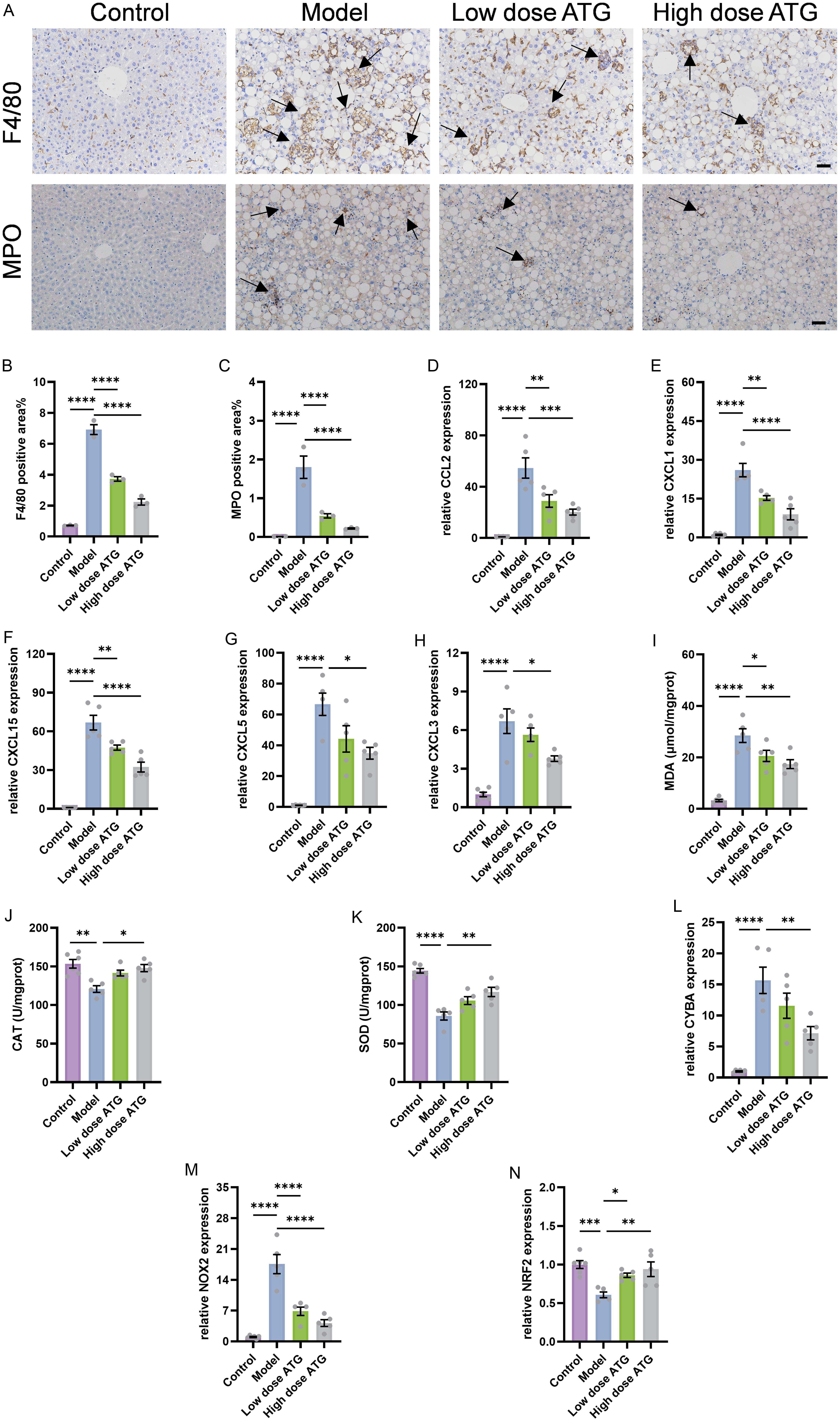 Effects of ATG on neutrophil and macrophage accumulation and oxidative stress in MASH.