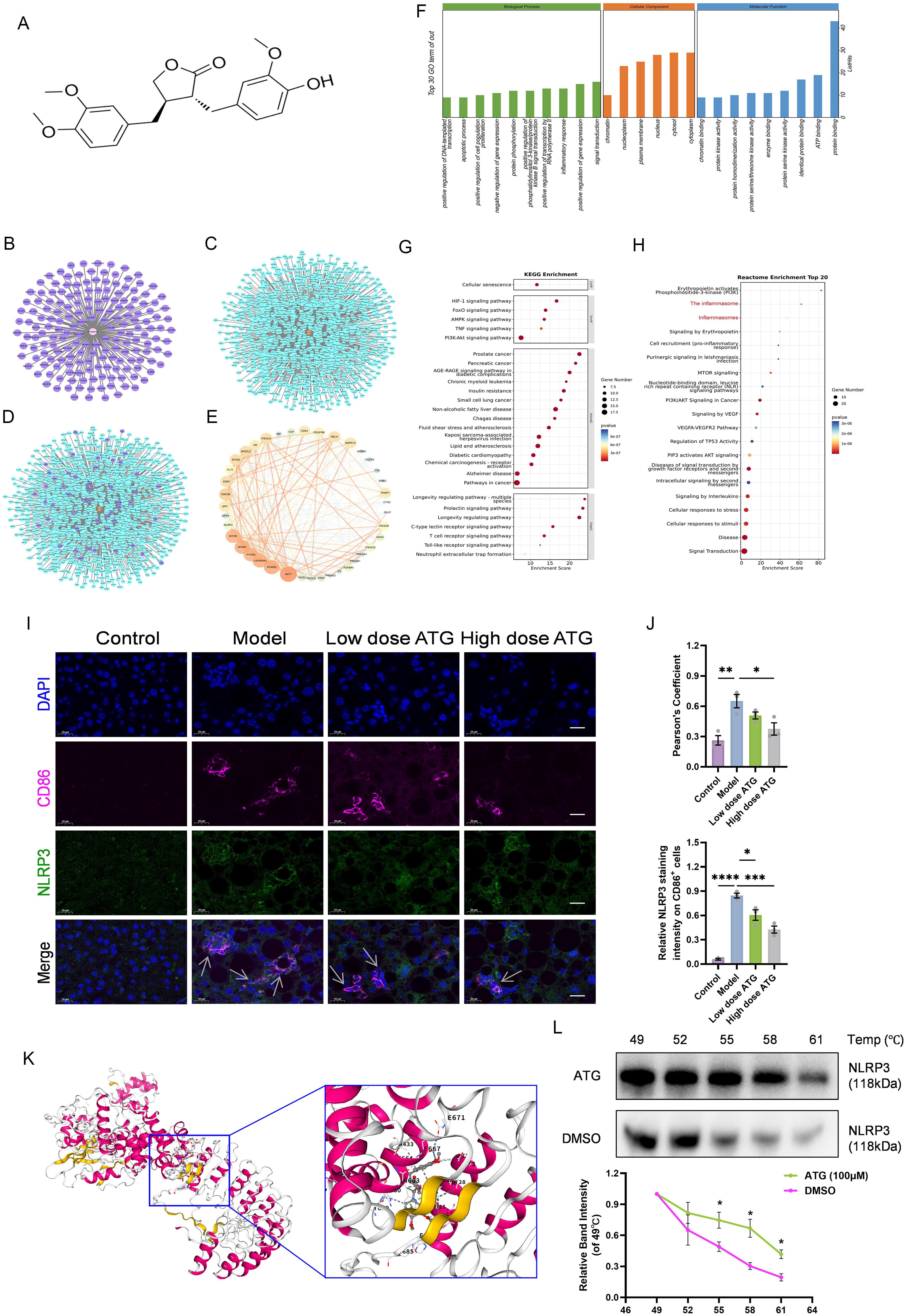 Target analysis of ATG in MAFLD.