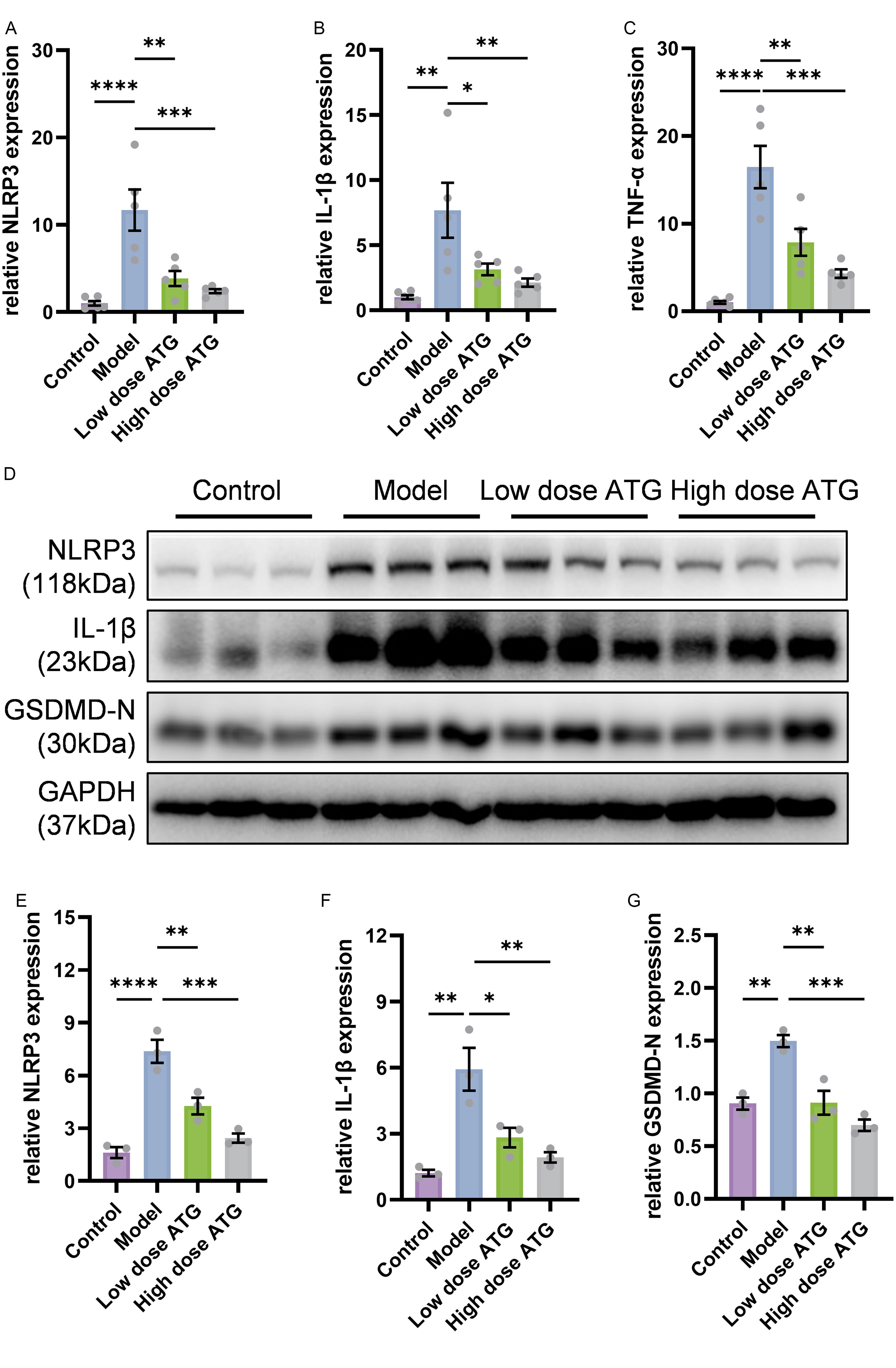 Effect of ATG on inflammatory response through NLRP3 inflammasome pathway.