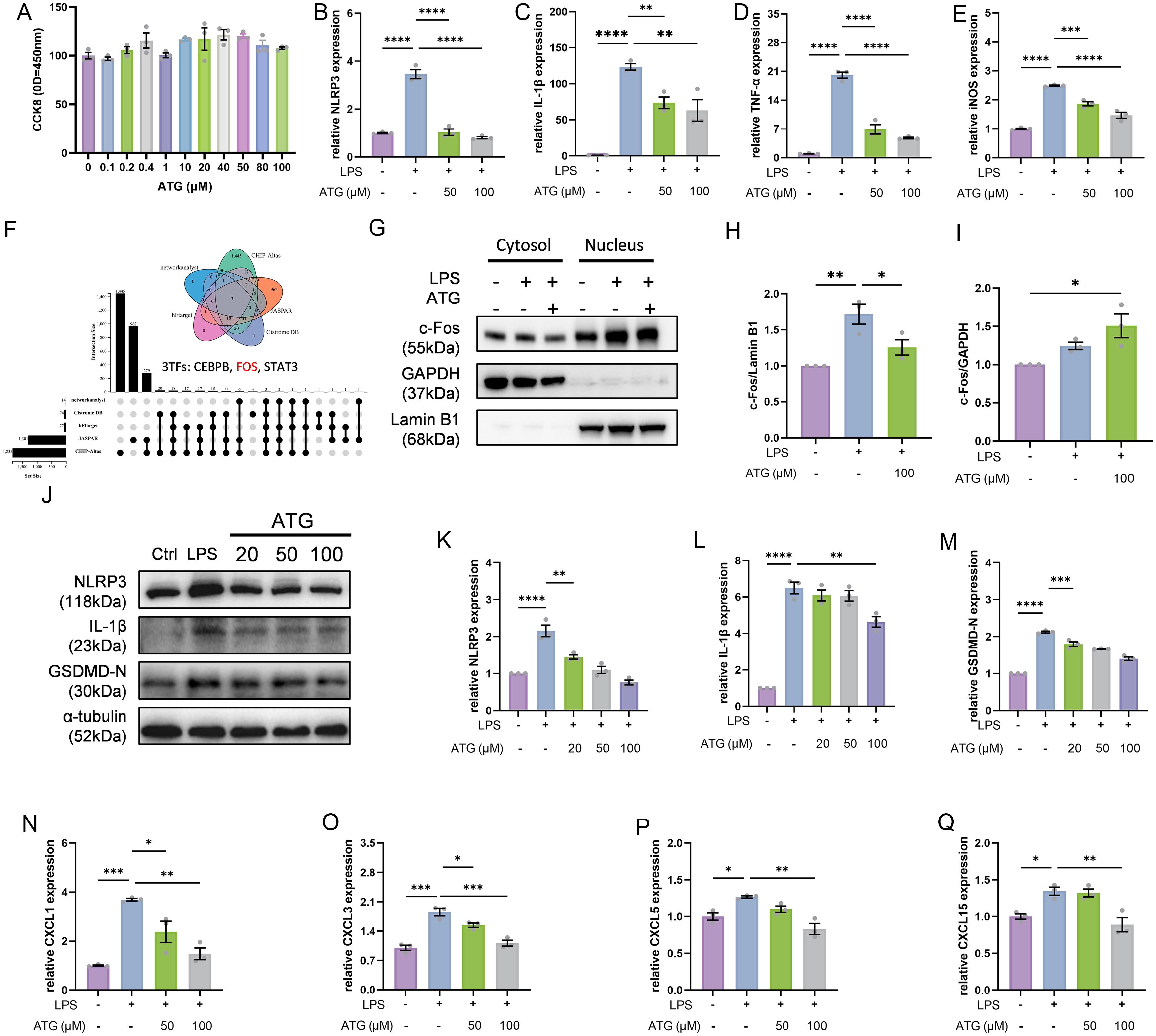 Effect of ATG on RAW264.7 by regulating NLRP3 inflammasome pathway.