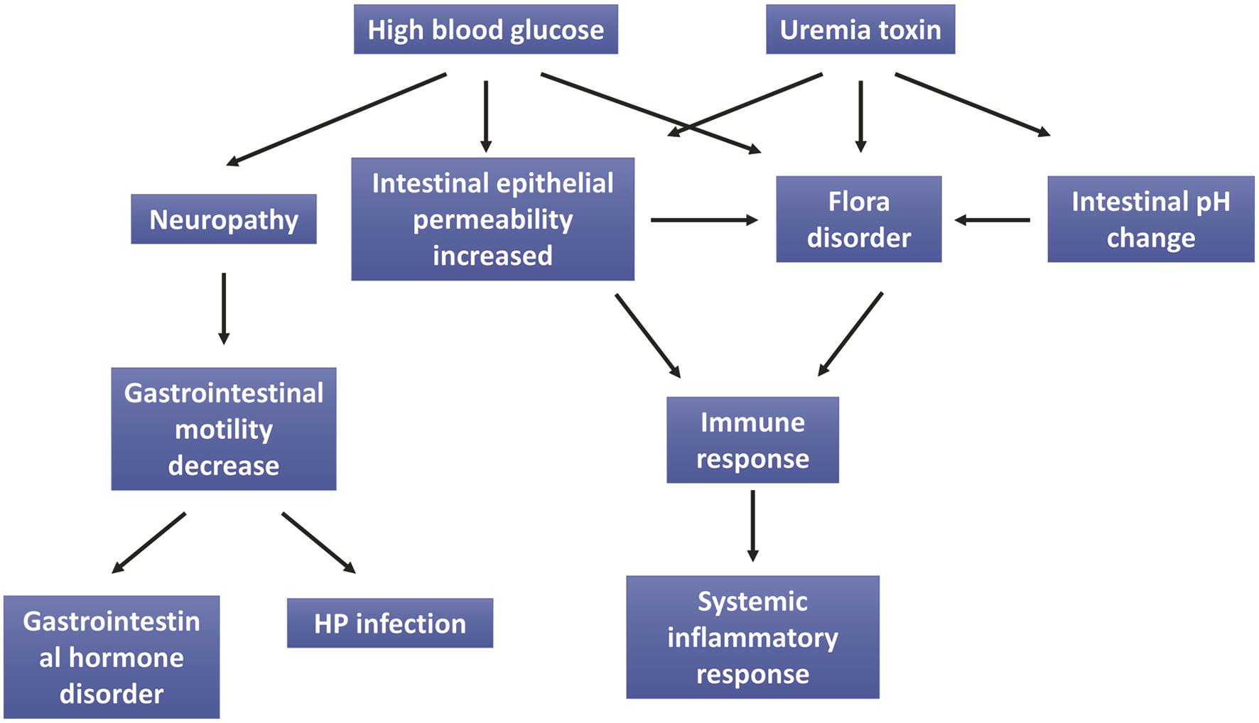 The main mechanism of diabetic nephropathy effect on the digestive system.