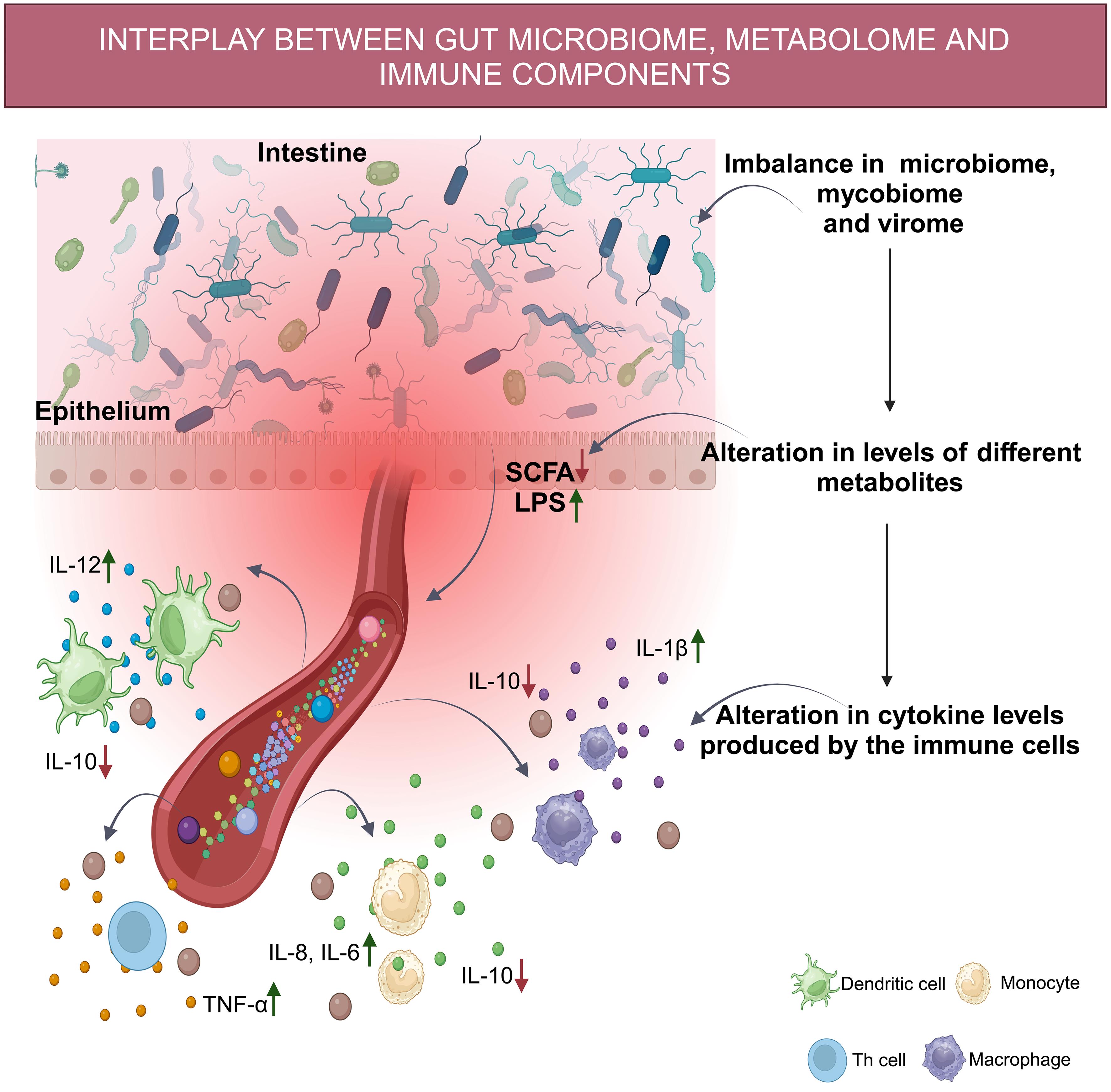 Dynamics between gut microbiome, metabolome, and immunological components in IBD.