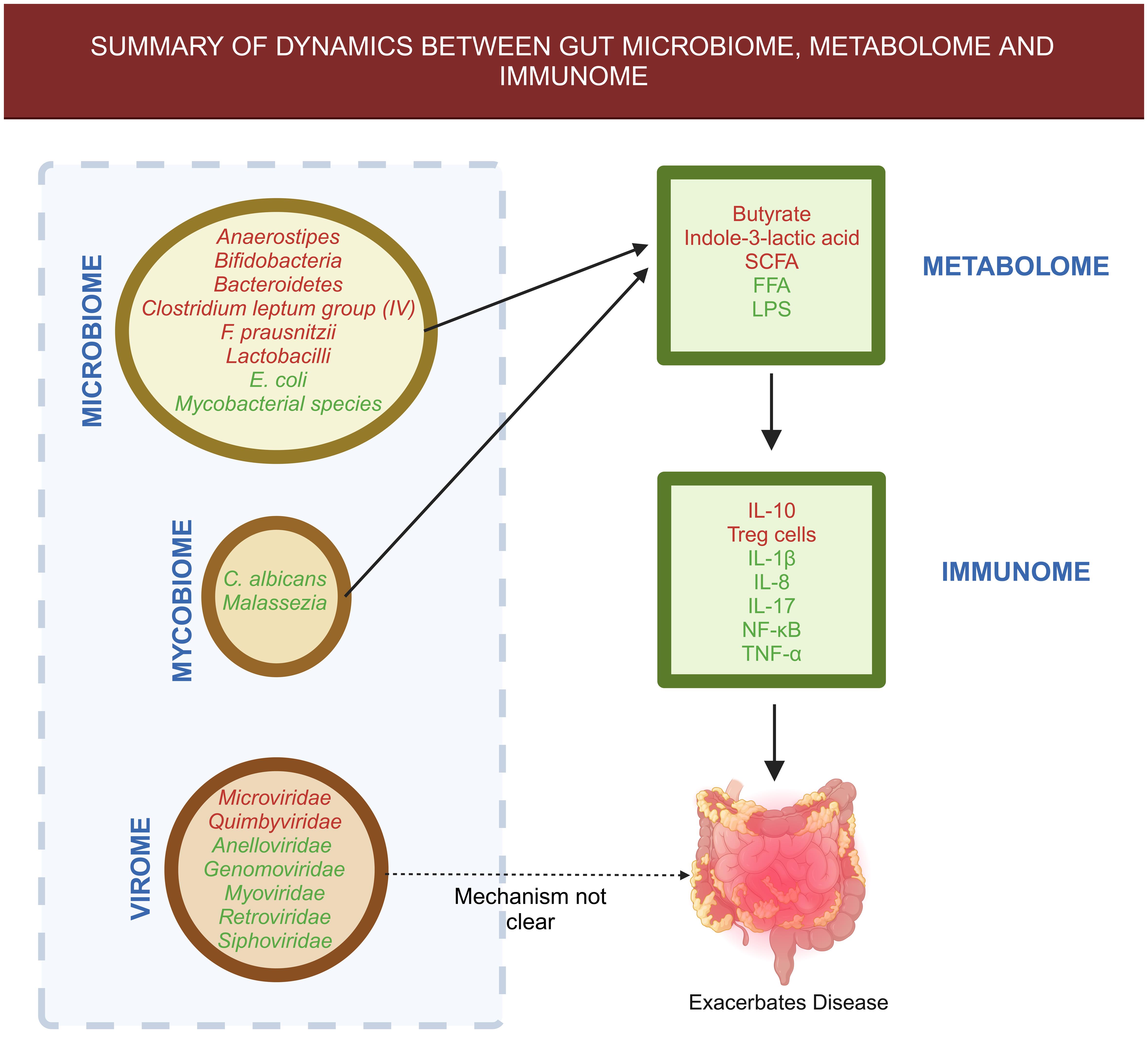 Visual representation of the interactions between gut microbiome, metabolome, and immunological markers summarized from .