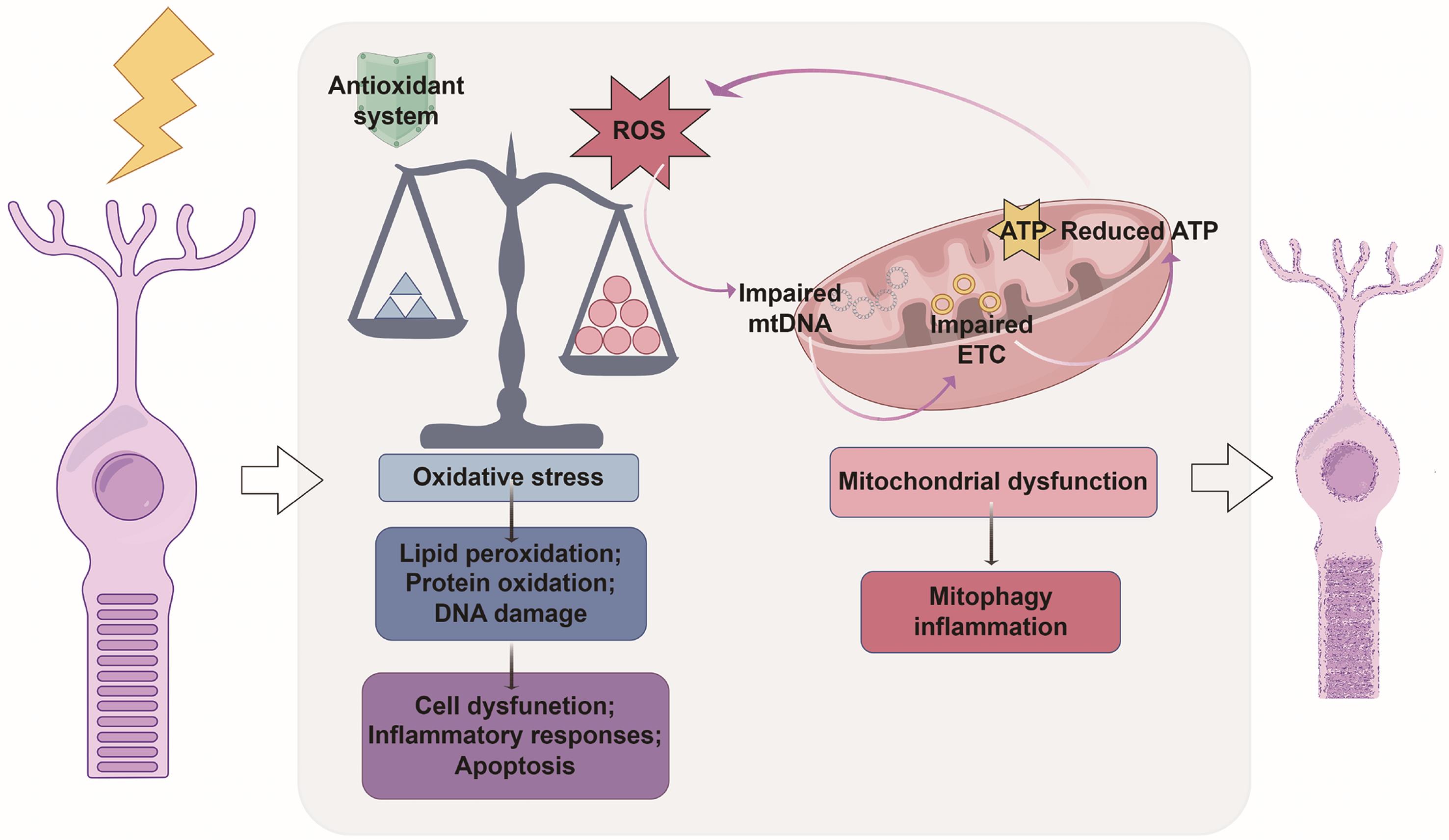 Oxidative stress and mitochondrial dysfunction compromise retinal cell survival. Oxidative stress and mitochondrial dysfunction compromise retinal cell survival.