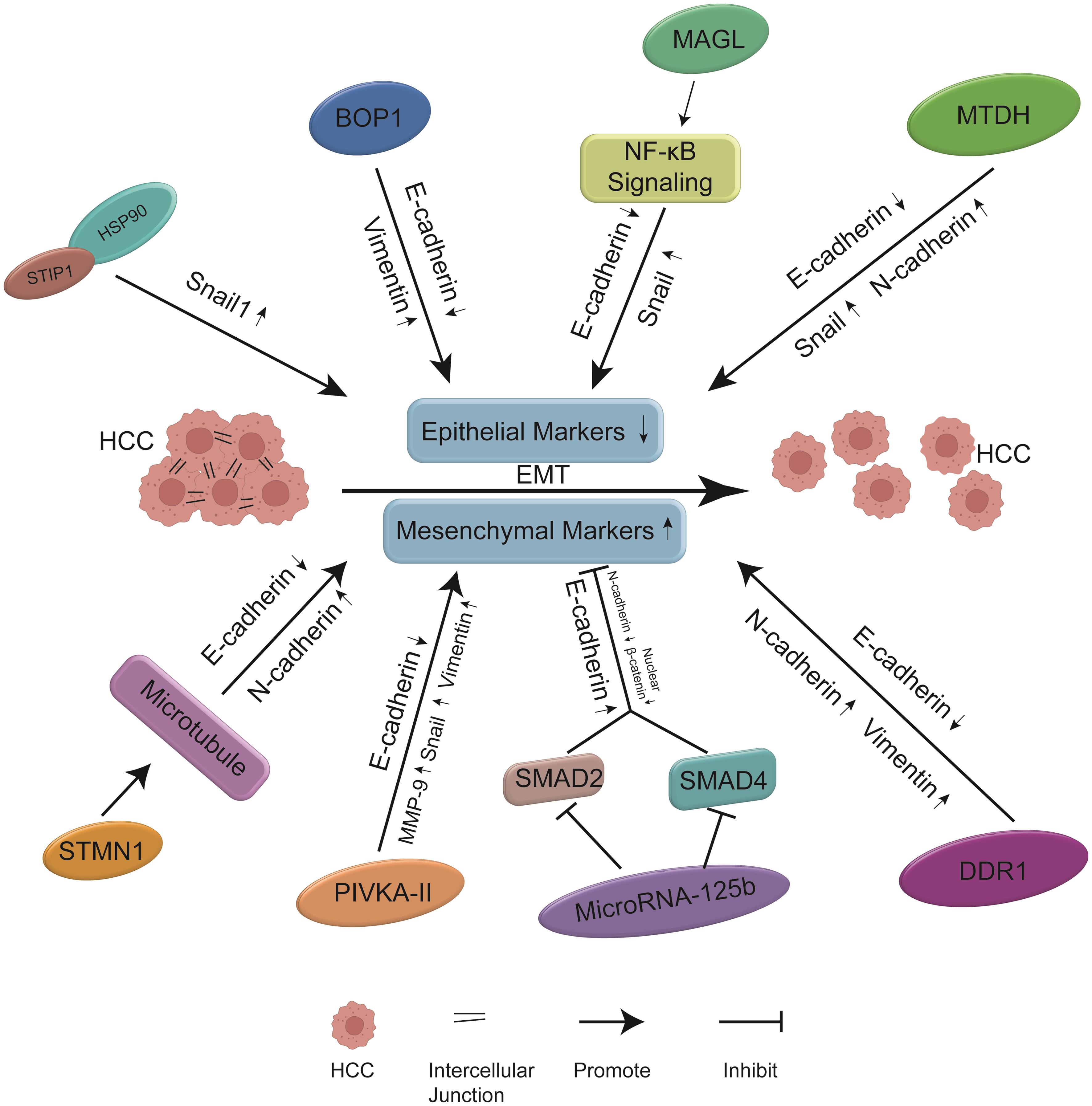 Roles And Molecular Mechanisms Of Biomarkers In Hepatocellular ...