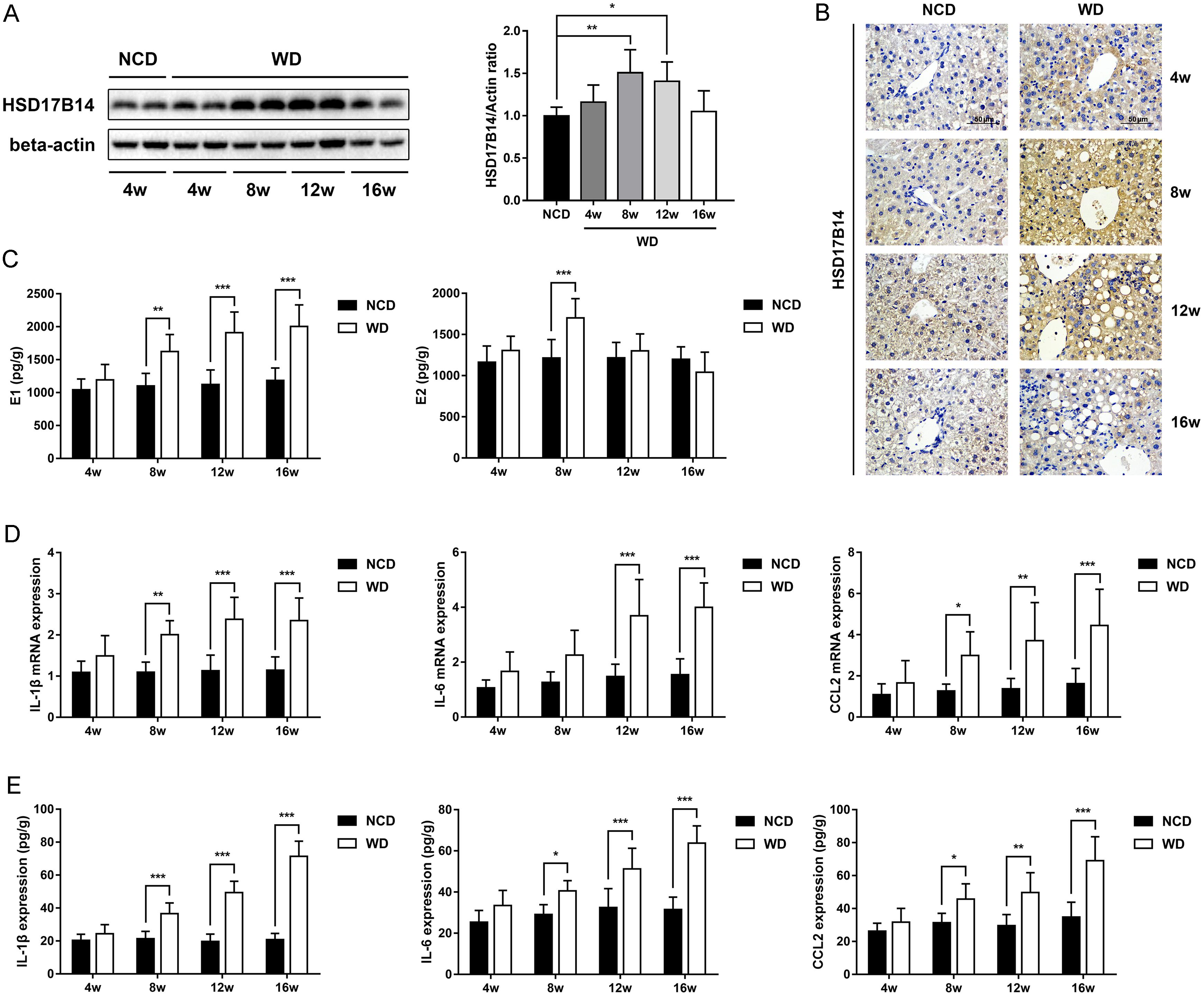 HSD17B14 effects on estrogen conversion in MASLD mice.