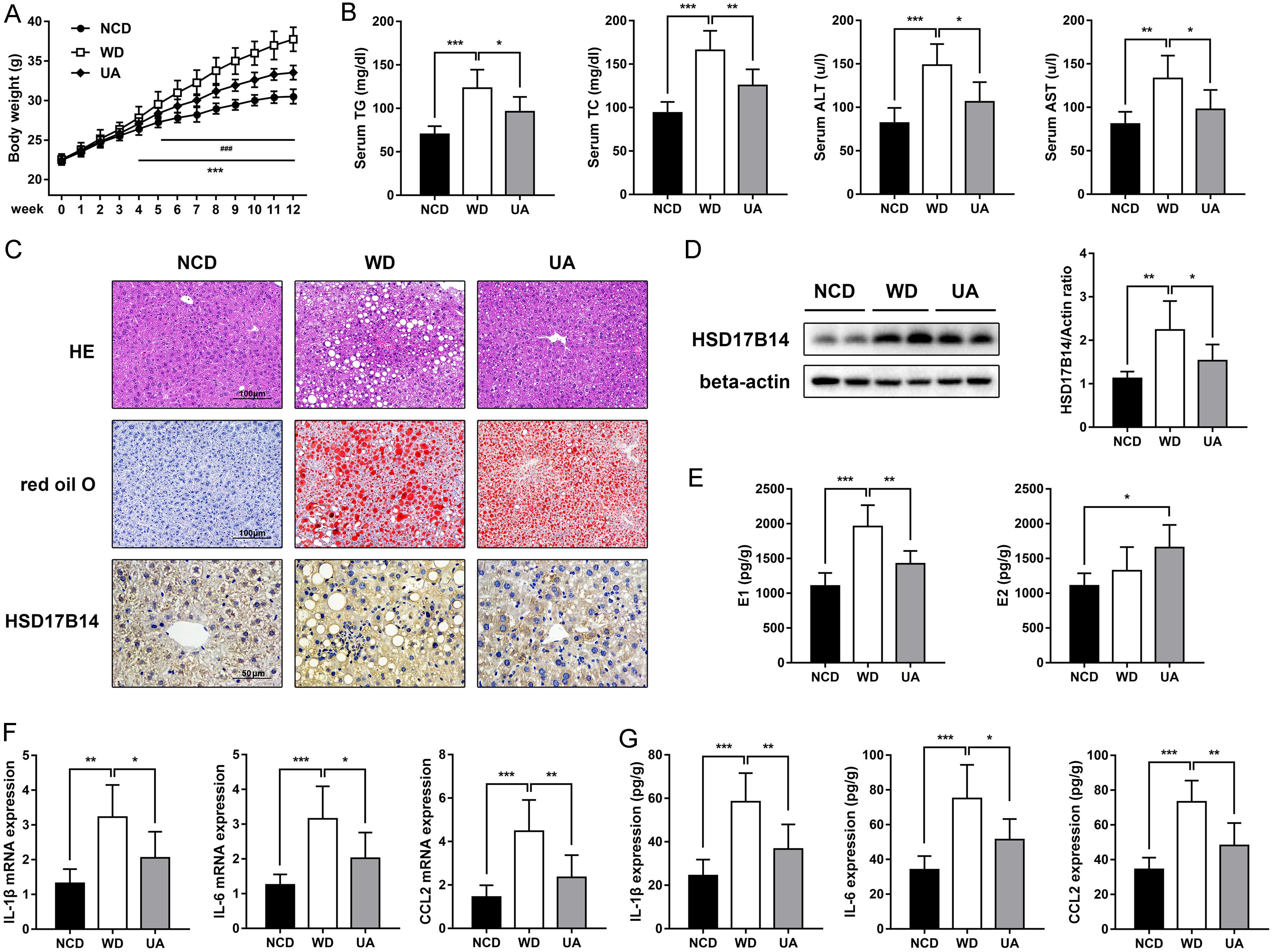 Therapeutic effects of ursolic acid on HSD17B14-mediated estrogen conversion in MASLD mice.