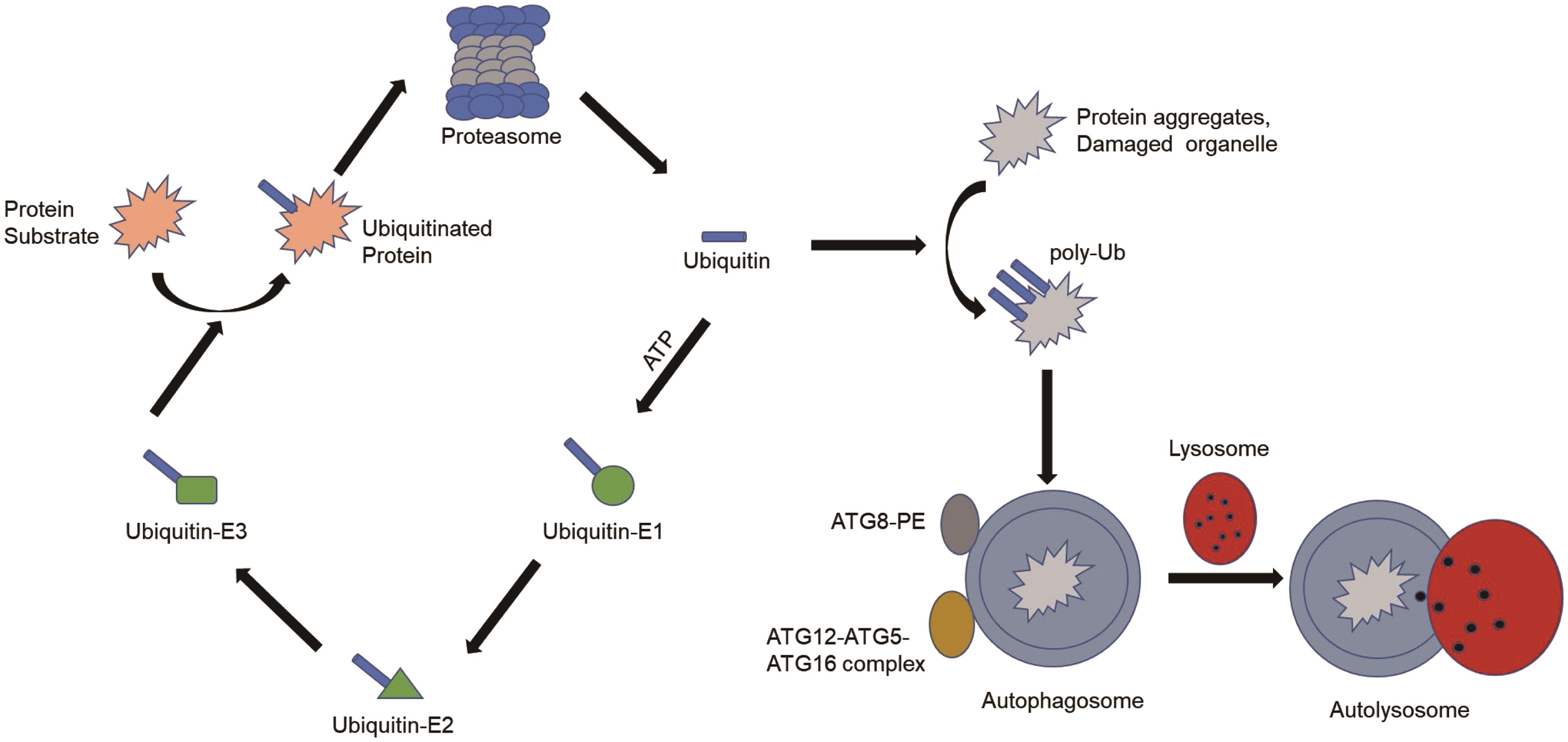 Crosstalk between proteasome and autophagy.