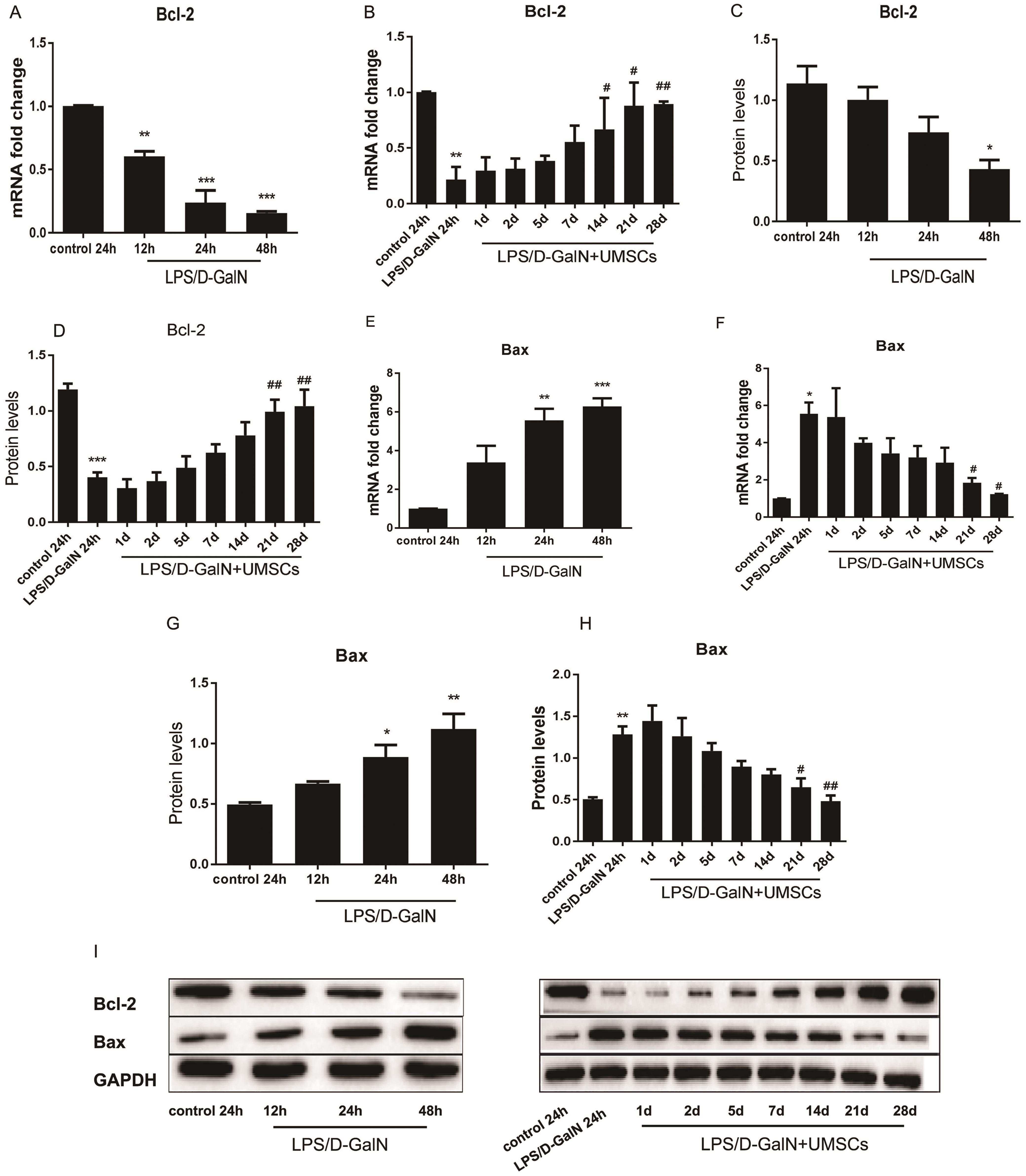 Effect of UMSCs on apoptosis-related proteins in LPS/D-GalN-induced ALF.