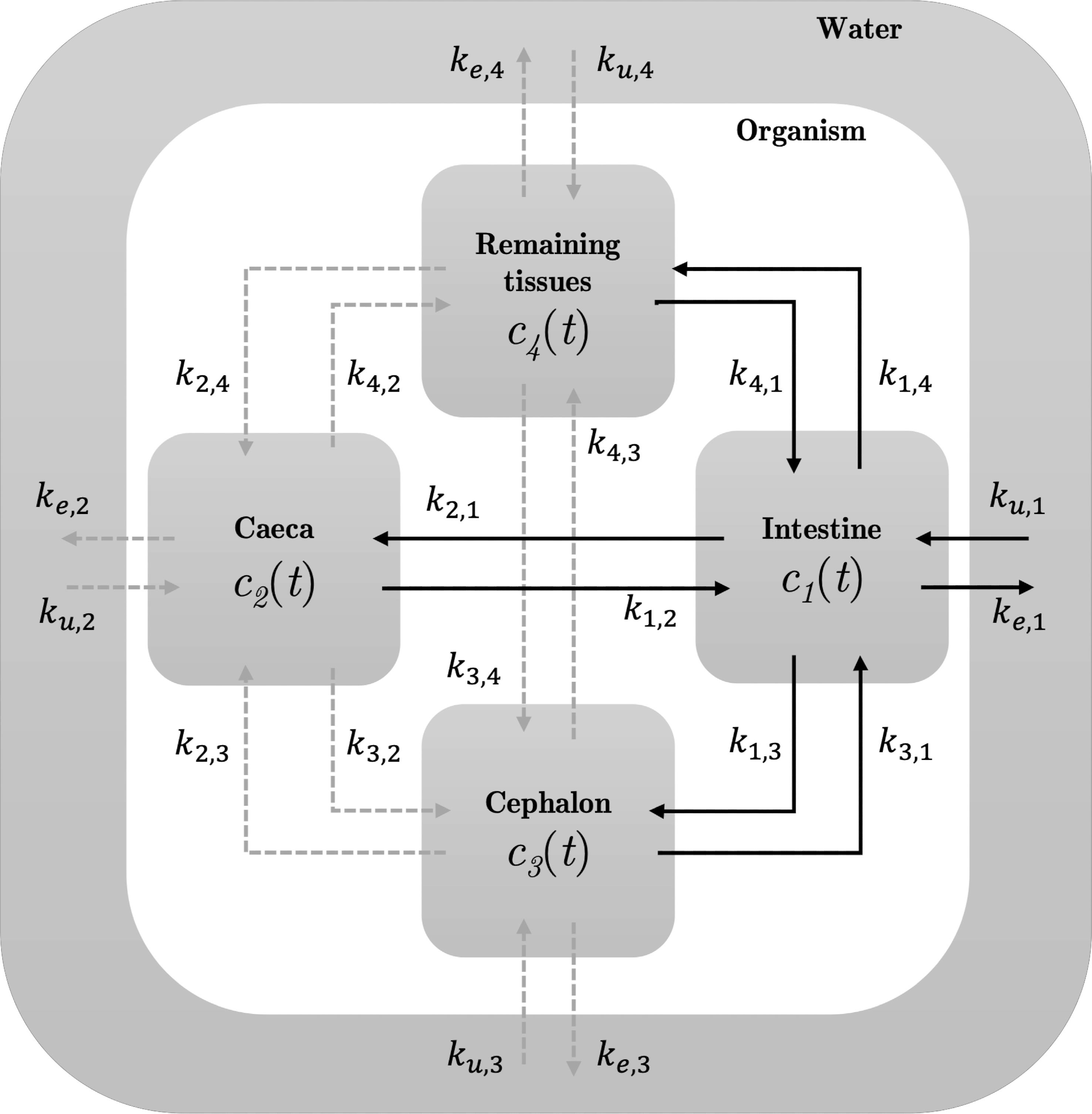 General scheme of the multi-compartment physiologically-based kinetic model used by  at the initial modeling stage when all compartments were connected to each other.