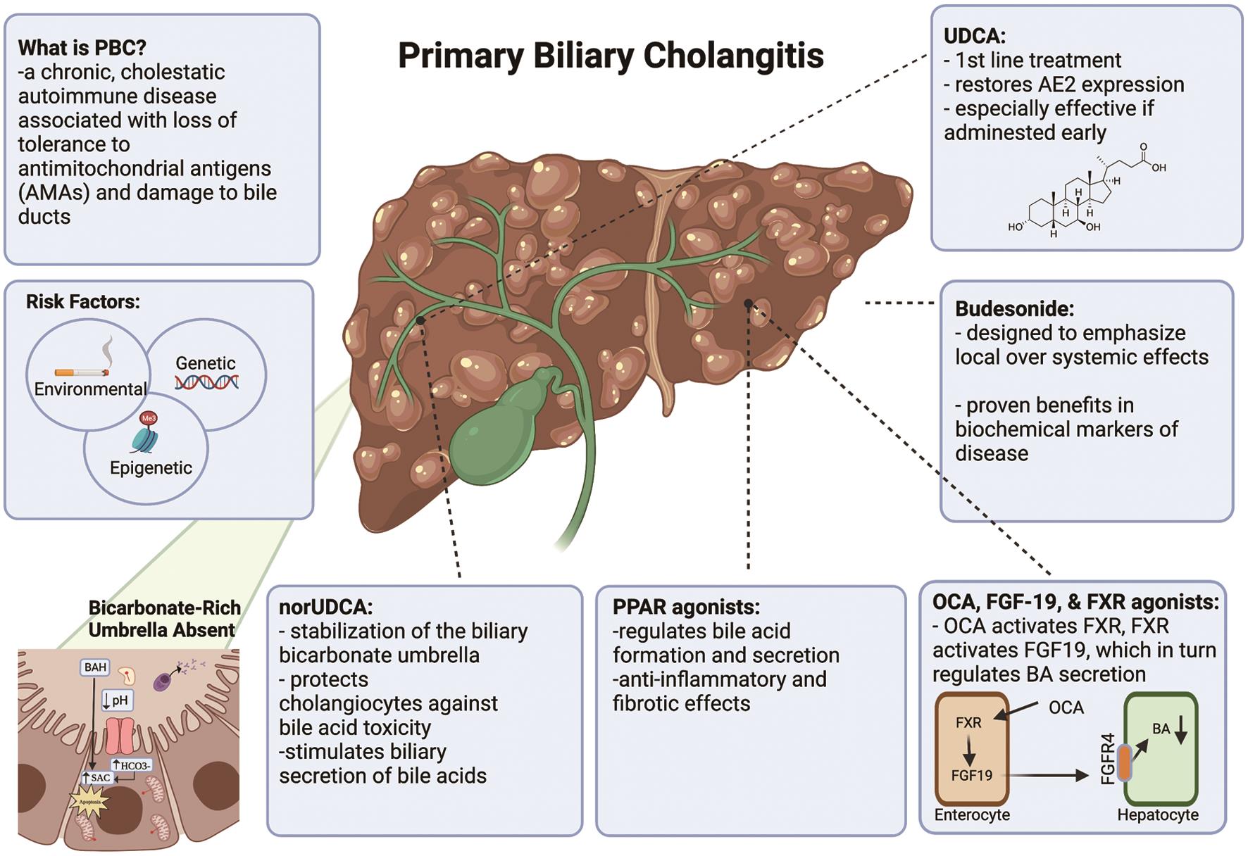 Emerging Therapeutic Strategies In The Fight Against Primary Biliary ...