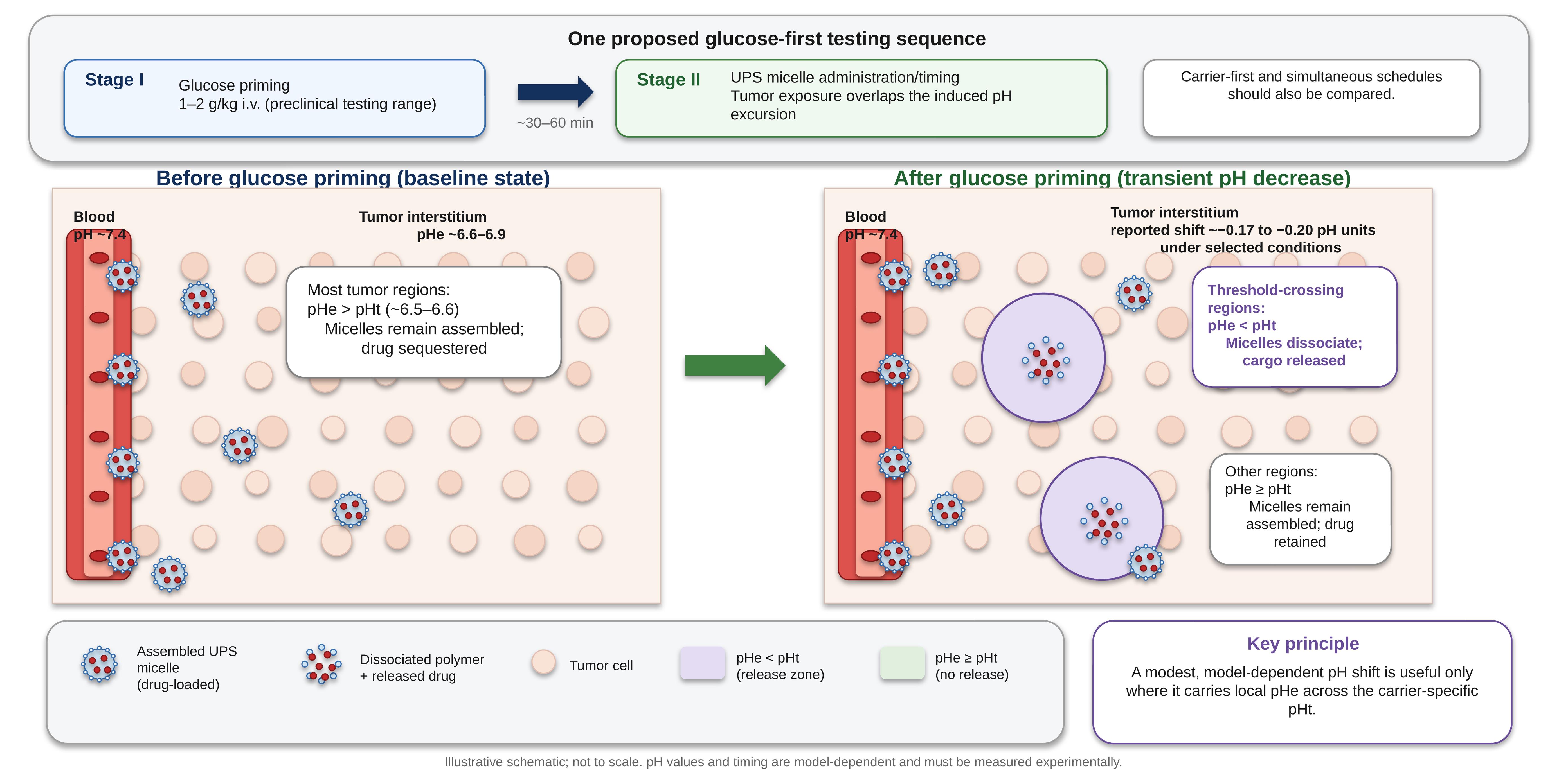 Schematic of one proposed glucose-first testing sequence for selective chemotherapy delivery.