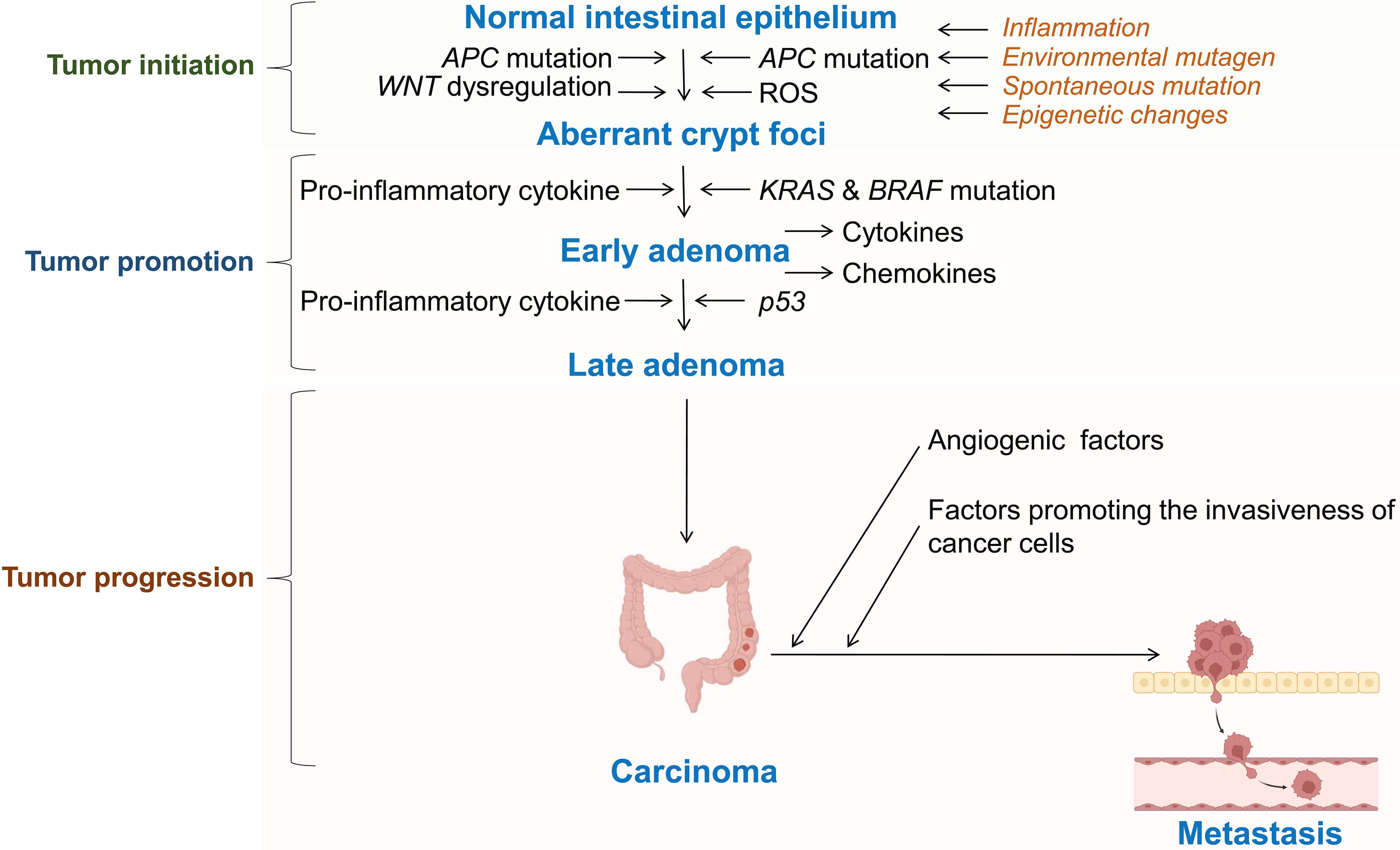 CRC progression via initiation, promotion, progression, and metastasis.