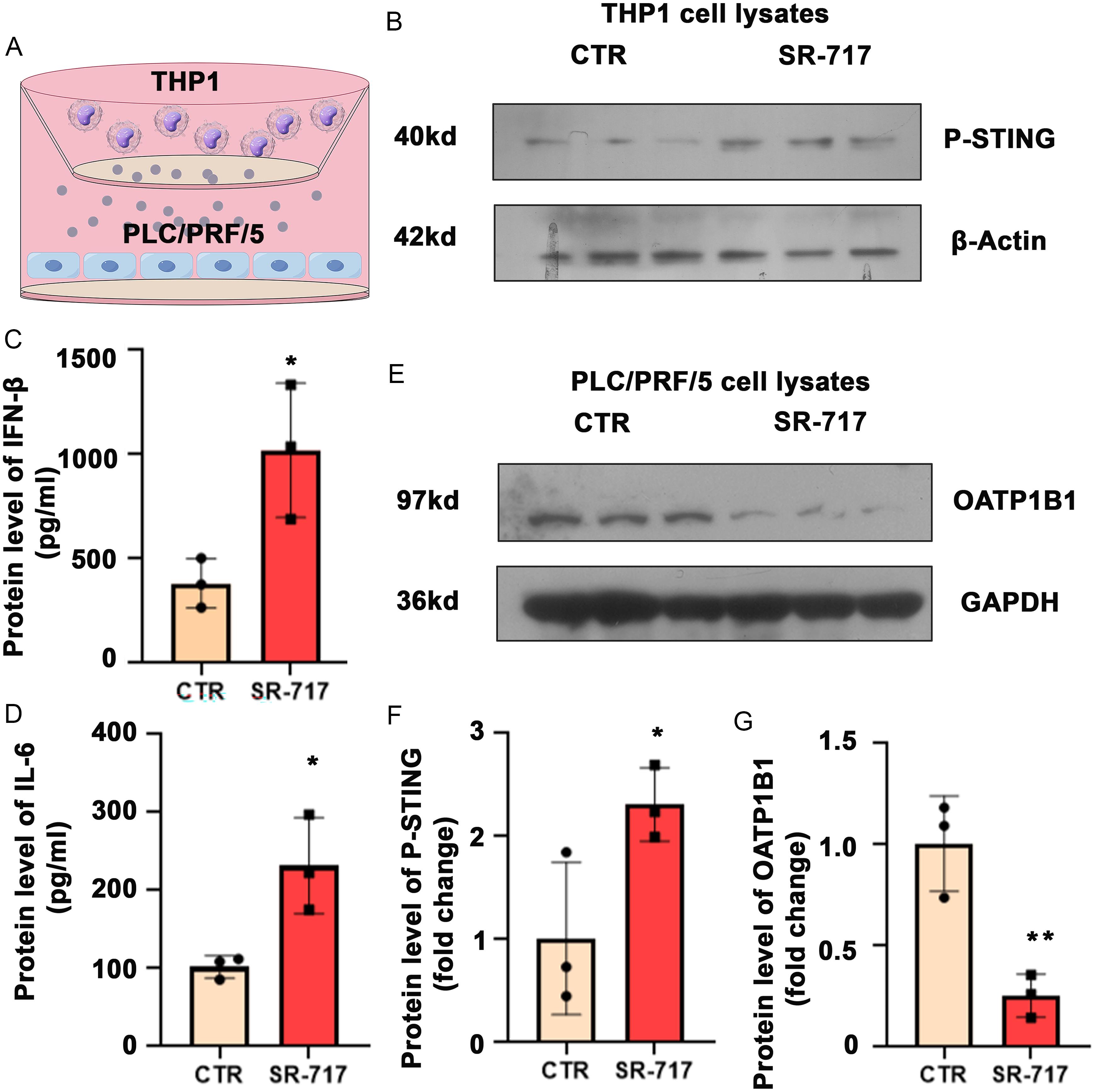 Over-expressed STING enhanced IL-6 induced inhibition of OATP1B1.