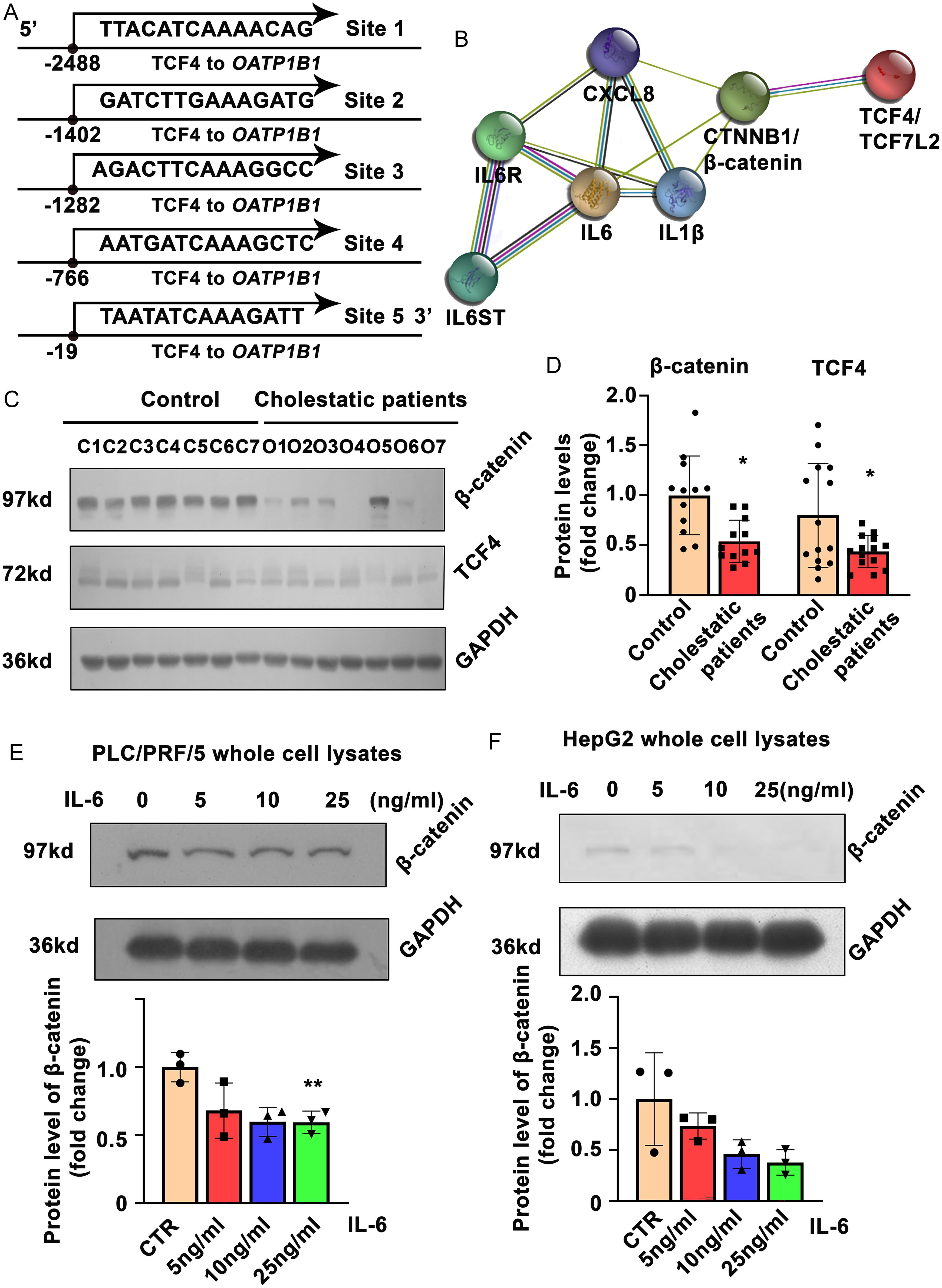 IL-6 inhibited OATP1B1 expression via β-catenin/TCF4.