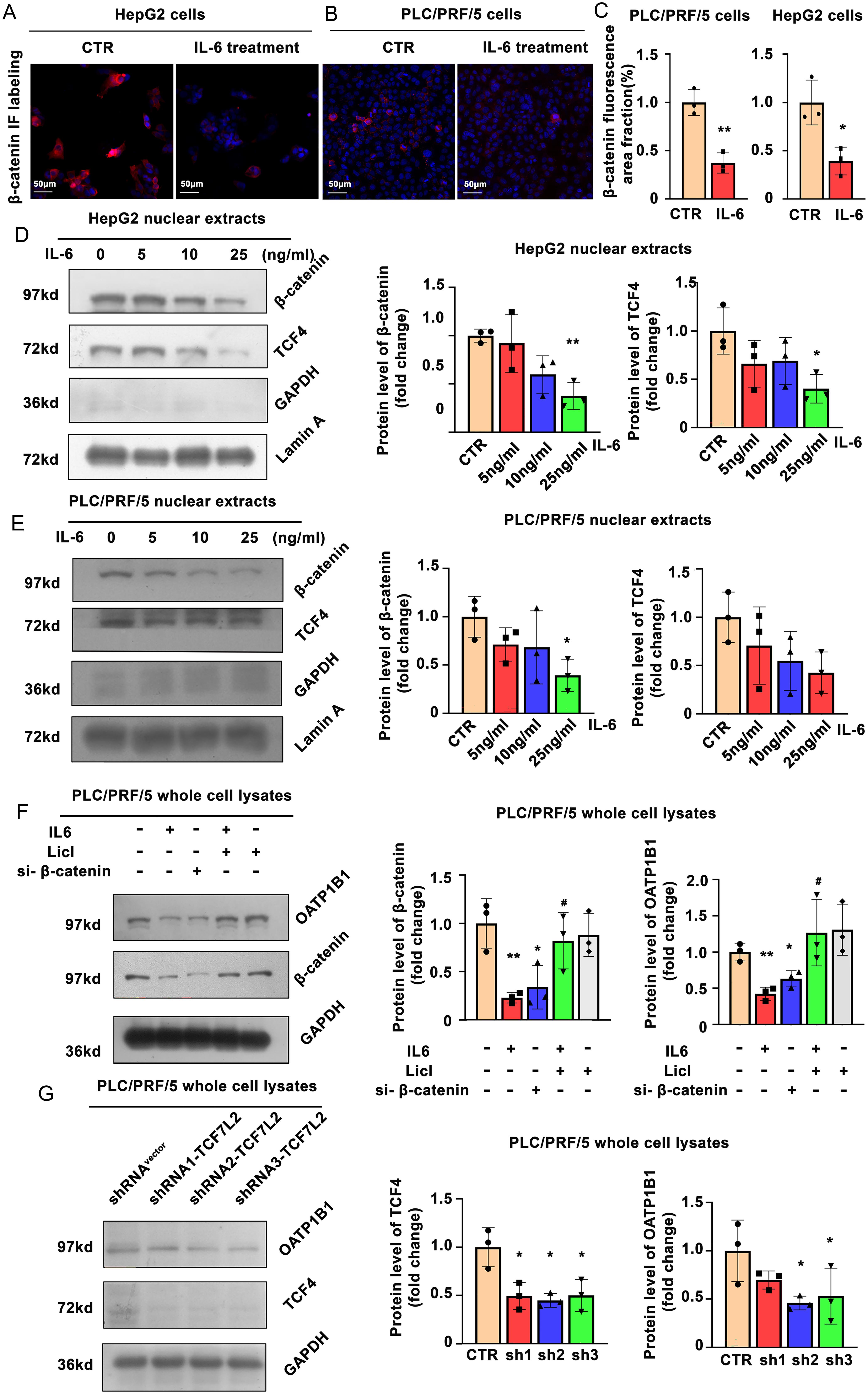 IL-6 attenuated OATP1B1 expression in PLC/PRF/5 and HepG2 with nuclear deletion of β-catenin.