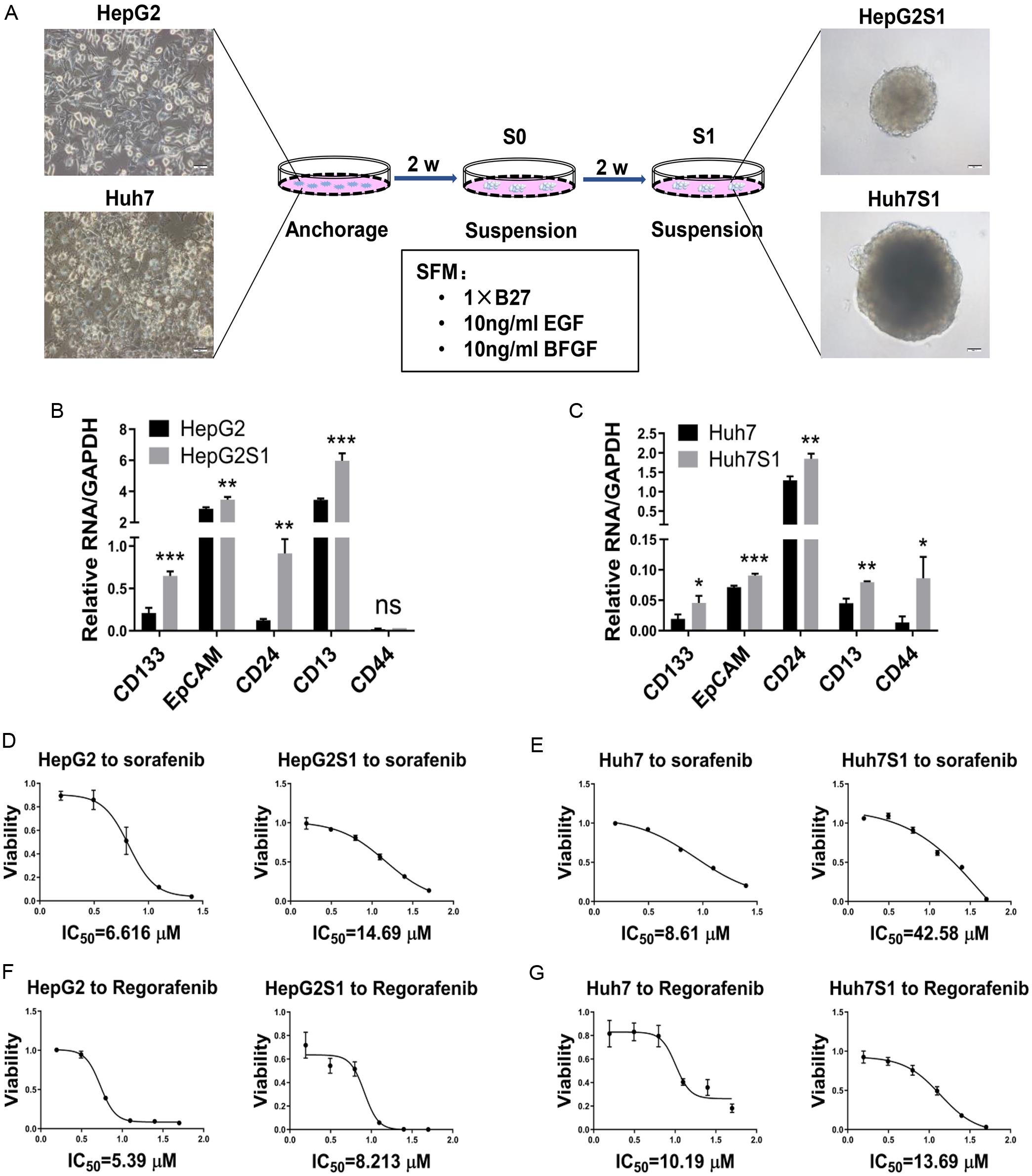 Hepatocellular carcinoma stem cells enhance sorafenib and regorafenib resistance.