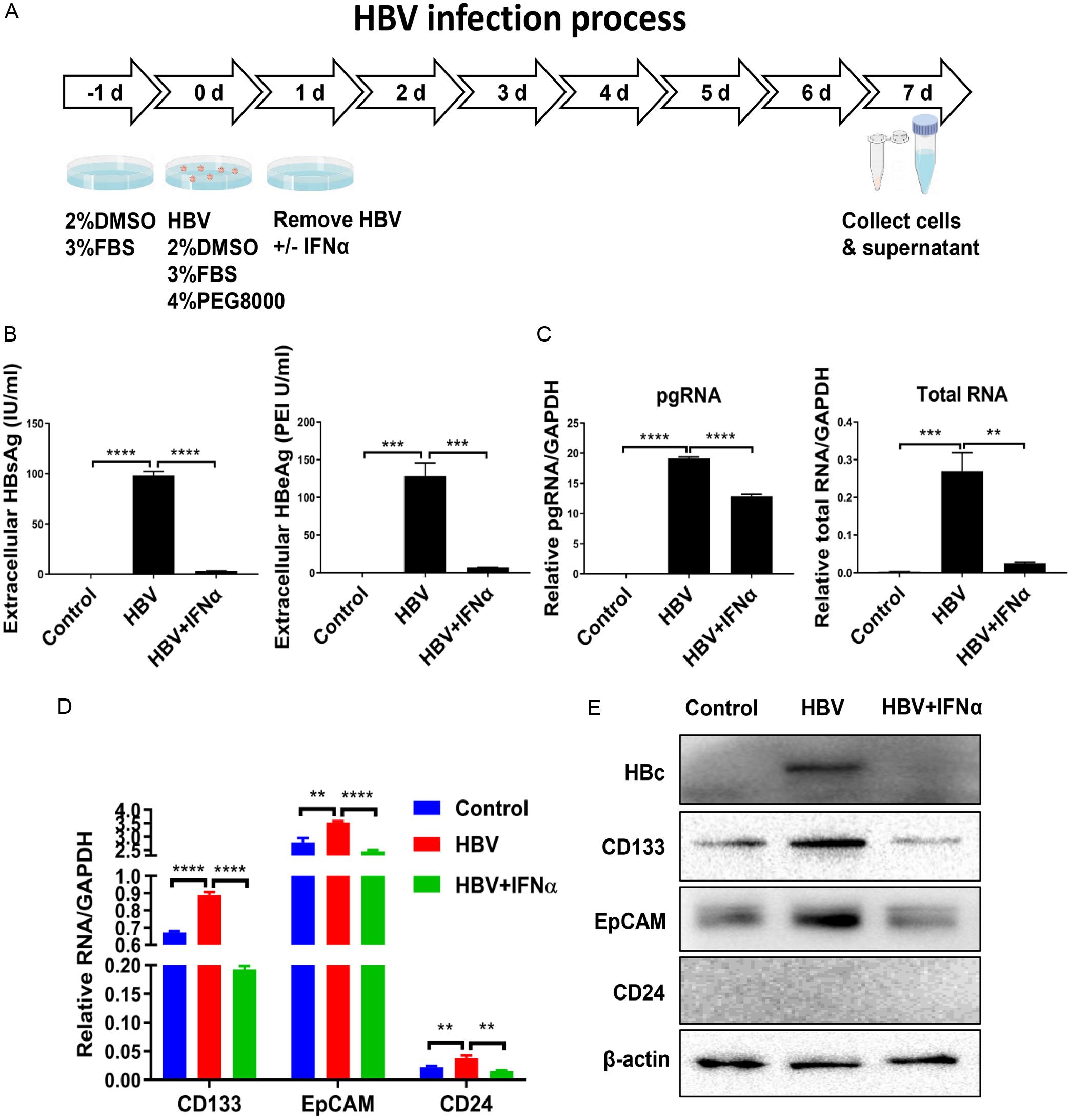 HBV replication promotes stemness of HCCs in HepG2-NTCP cells.