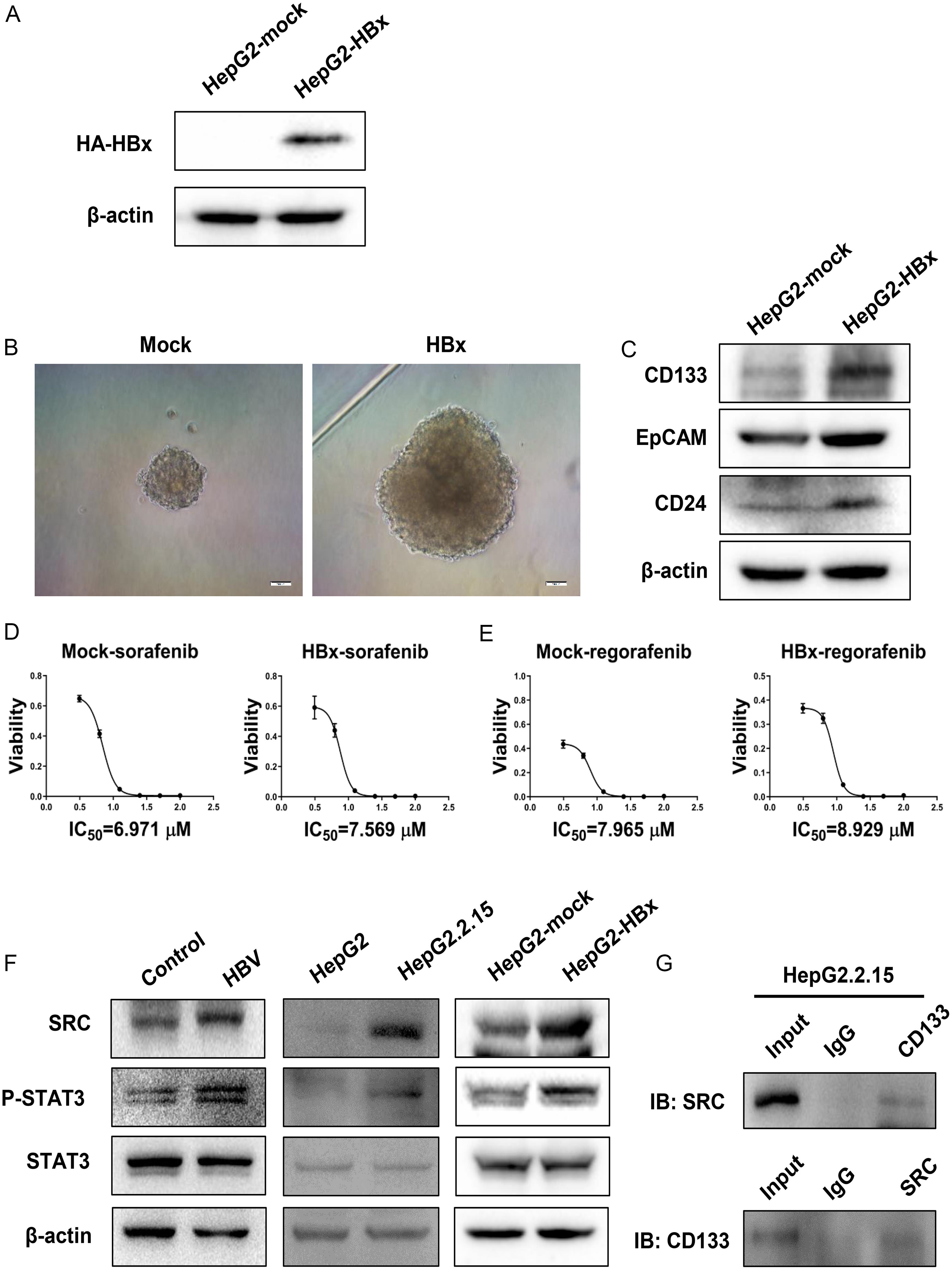 HBx enhances the stemness of HCC, leading to drug resistance.