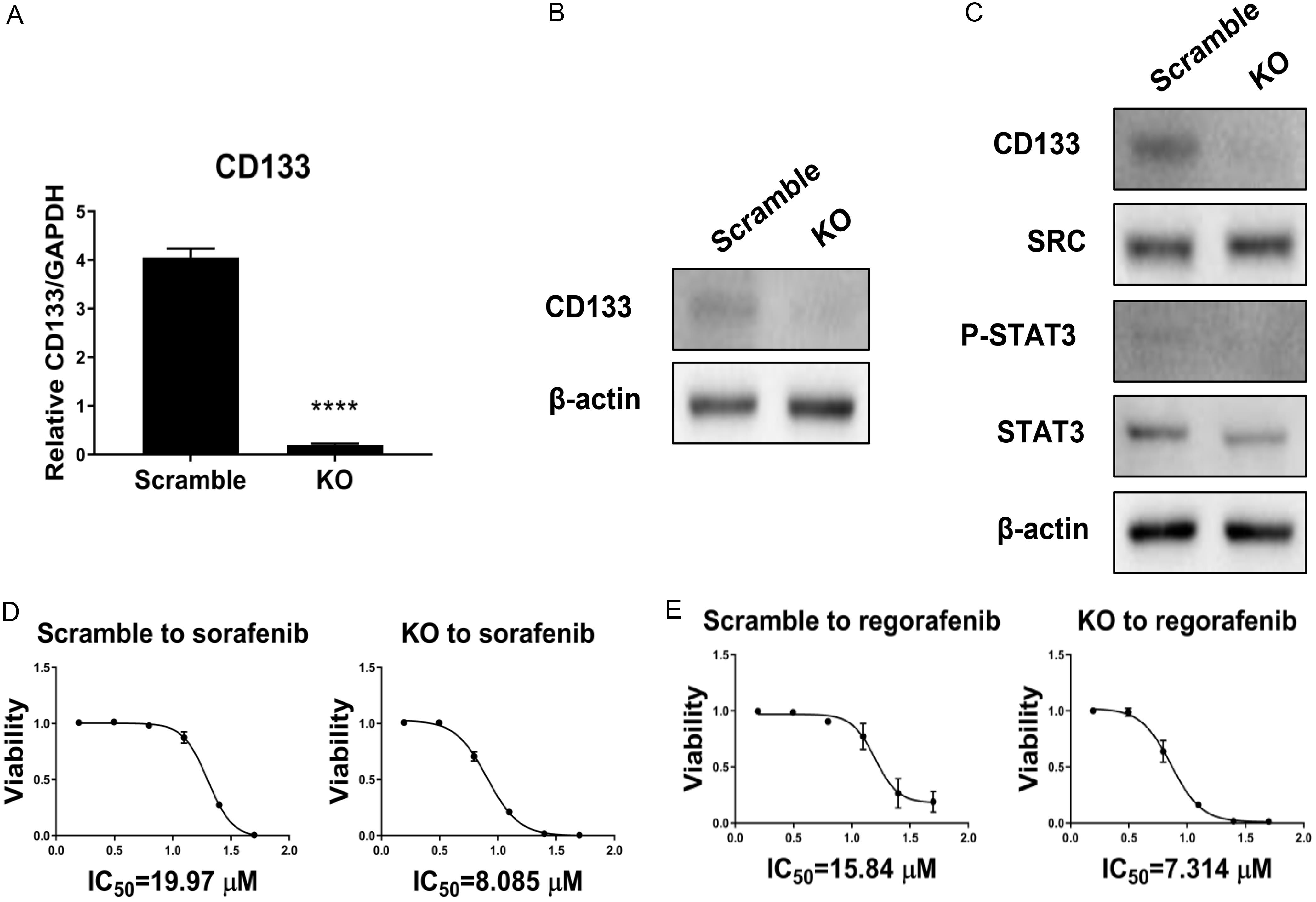 Knockout of CD133 decreases the stemness of HCC.