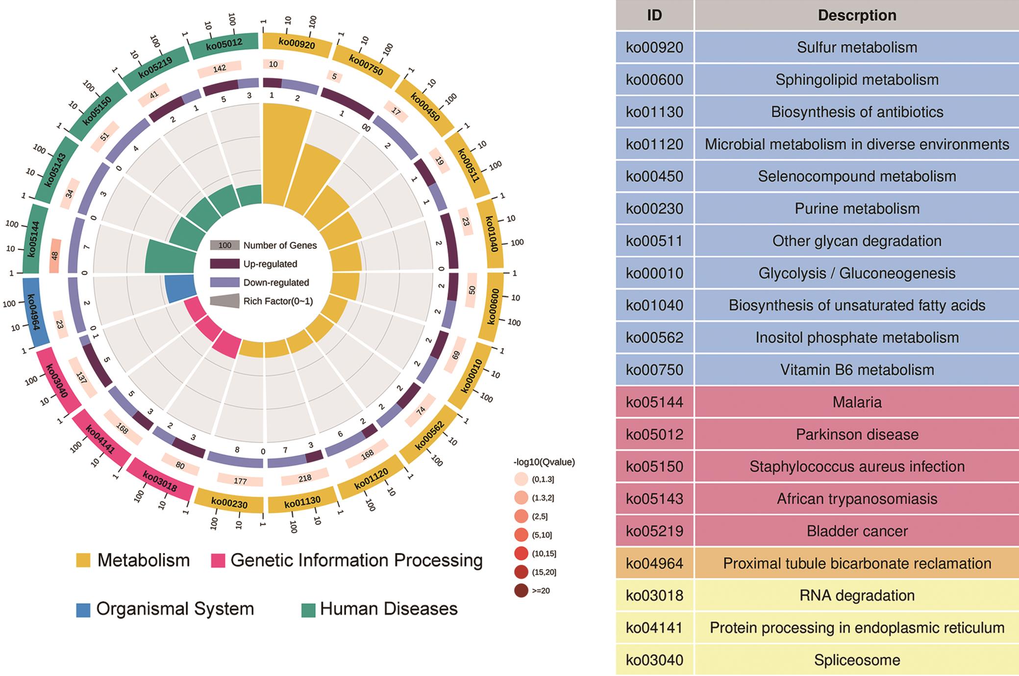 KEGG pathway enrichment of DEGs associated with sepsis.