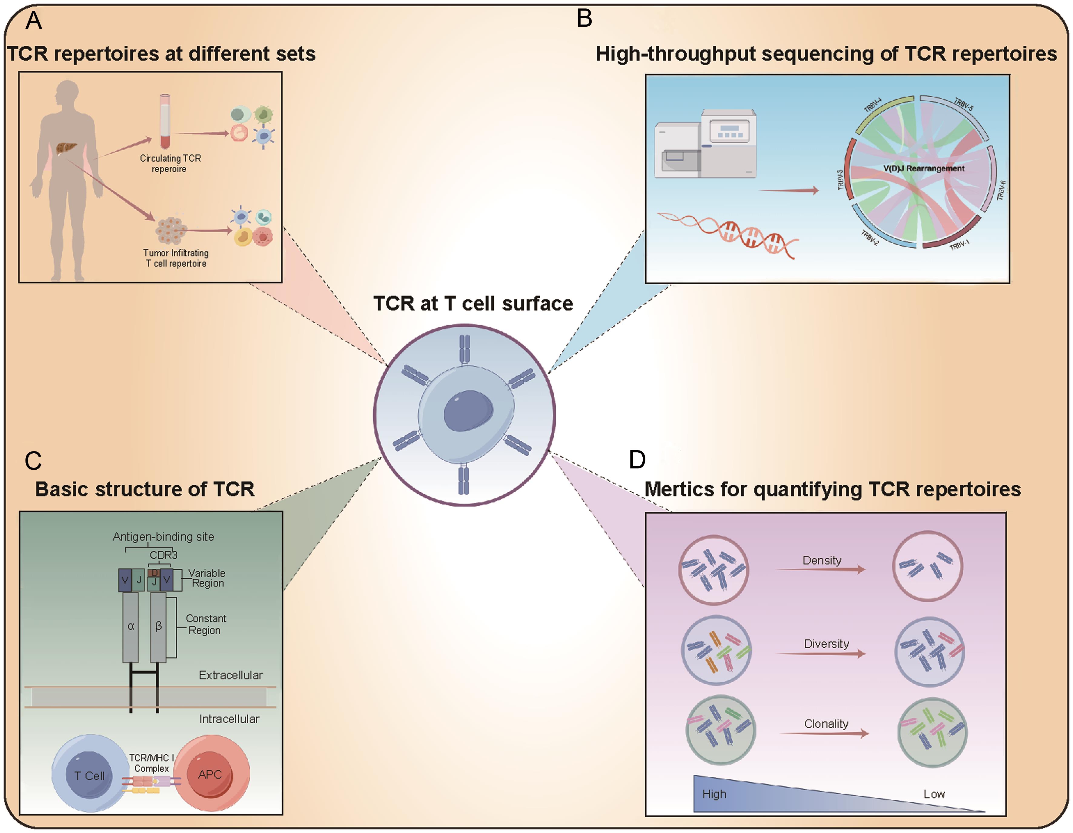 Characterization of TCR repertoires.