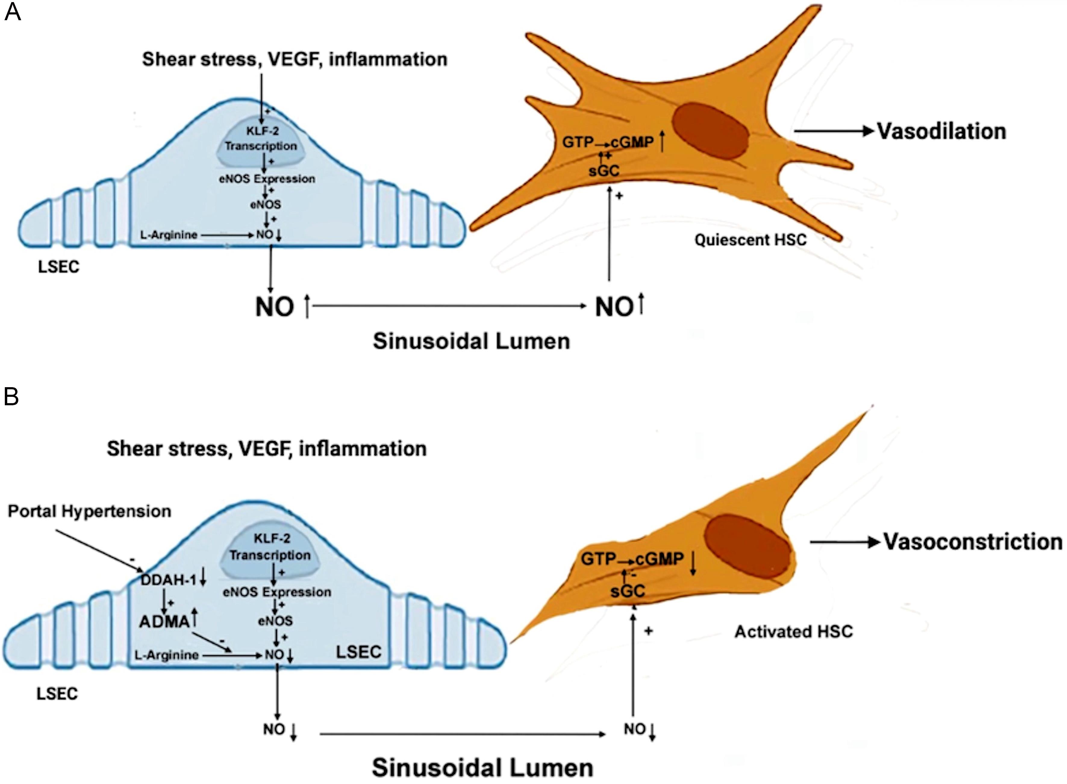 LSECs and HSC interactions in regulating NO levels.