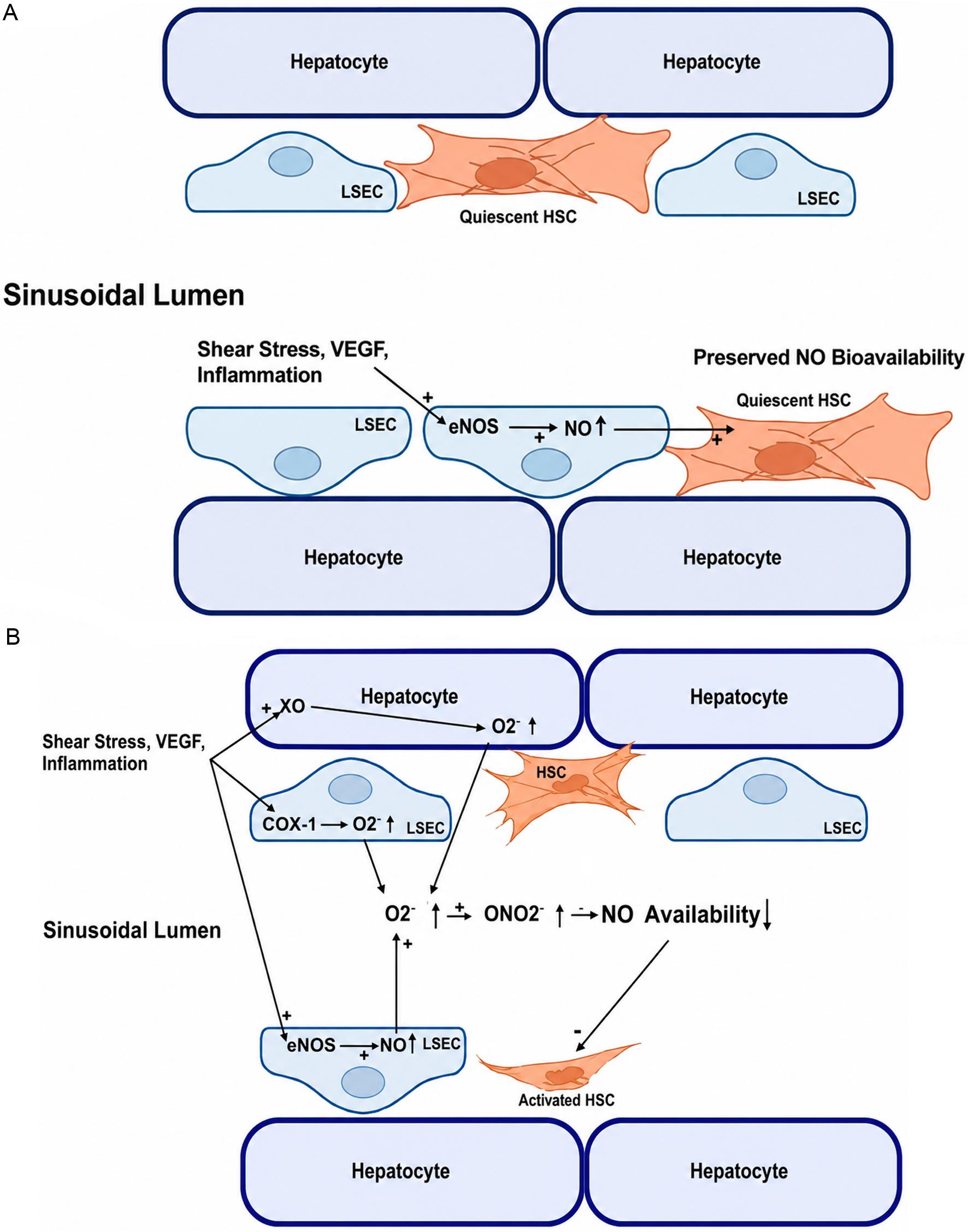 LSEC, HSC, and hepatocyte interactions in regulating NO levels.