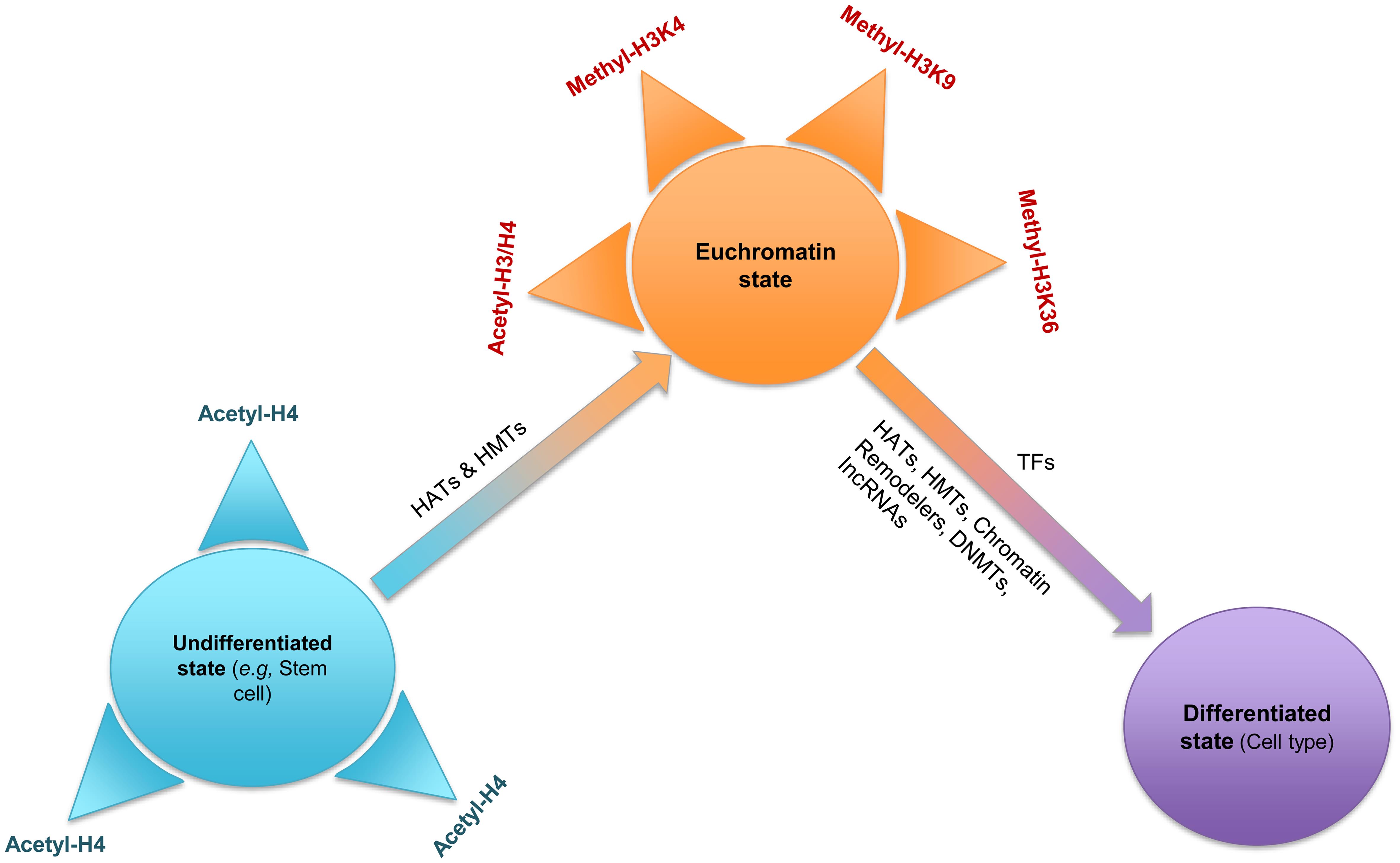 Synopsis of basic epigenetic mechanisms governing the transformation of a cell type from an undifferentiated to a differentiated state.