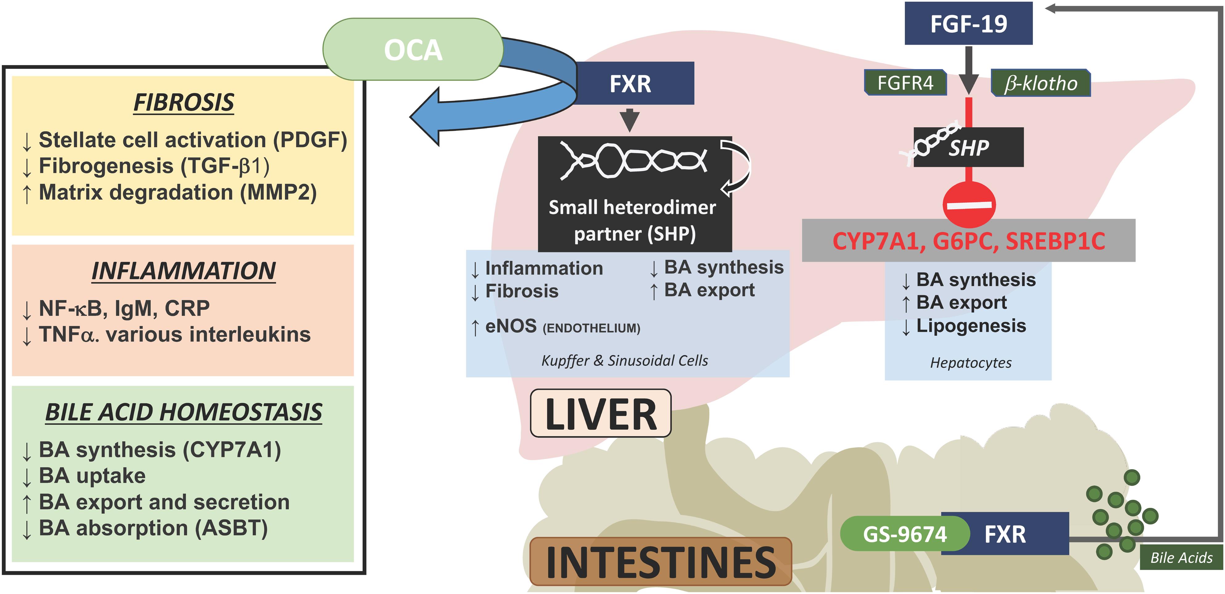 Steroidal and nonsteroidal FXR agonists and FGF-19 mechanism of action.