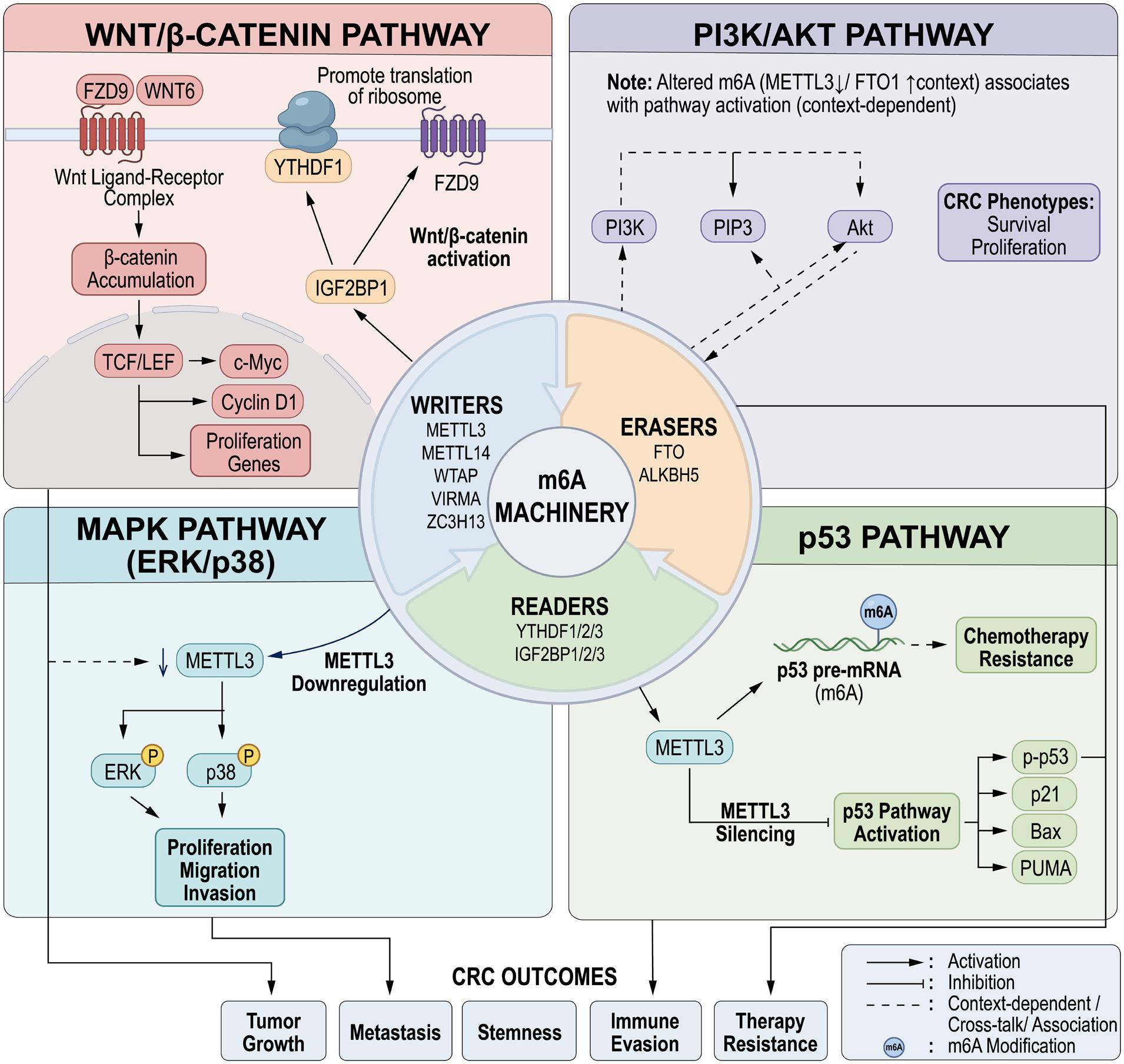 Integrated regulatory mechanisms of m6A modification in core oncogenic signaling pathways of CRC.