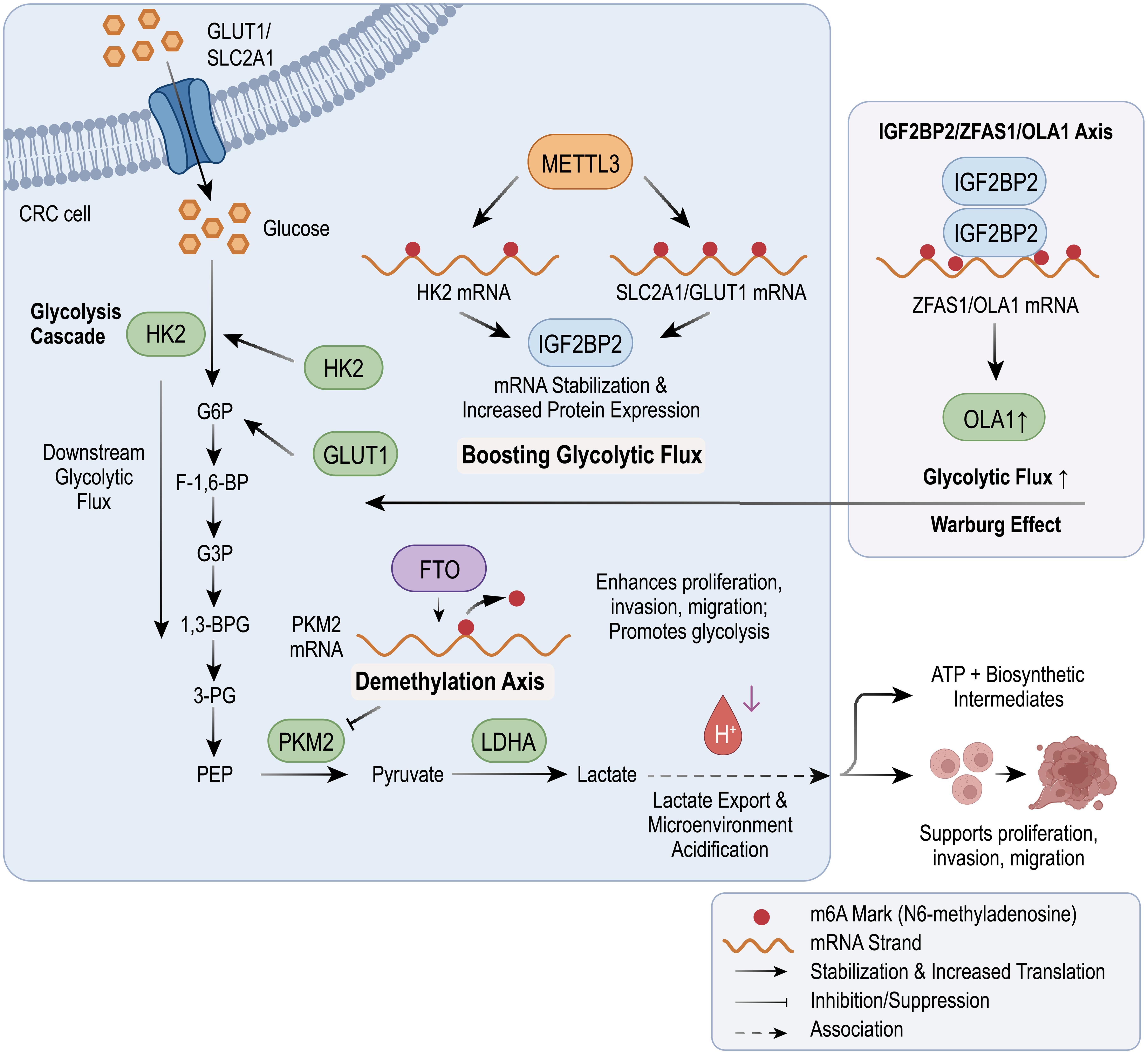 Molecular mechanisms of m6A-mediated regulation of glycolysis in CRC.