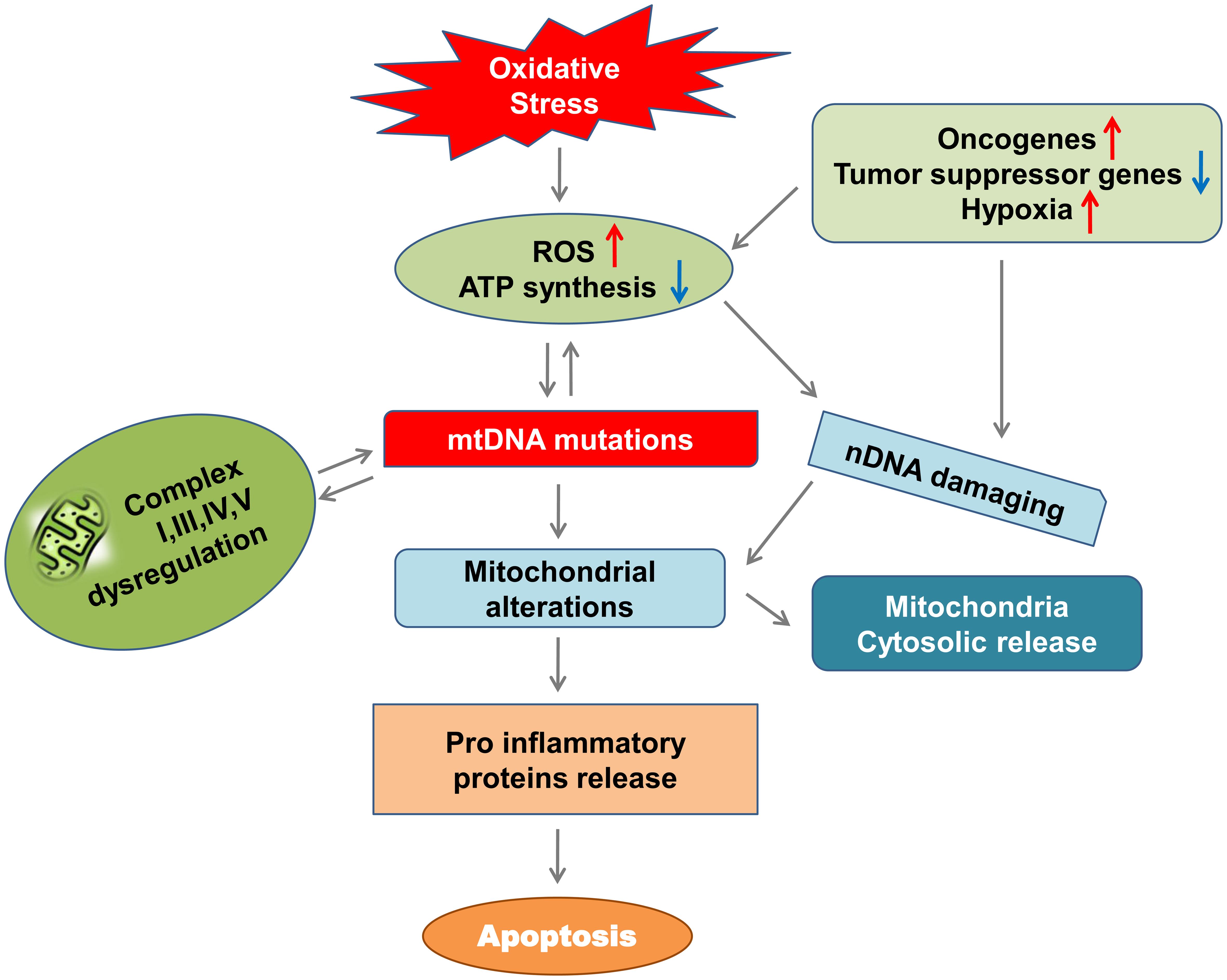 Schematic illustration of mtDNA damage and apoptotic activation.