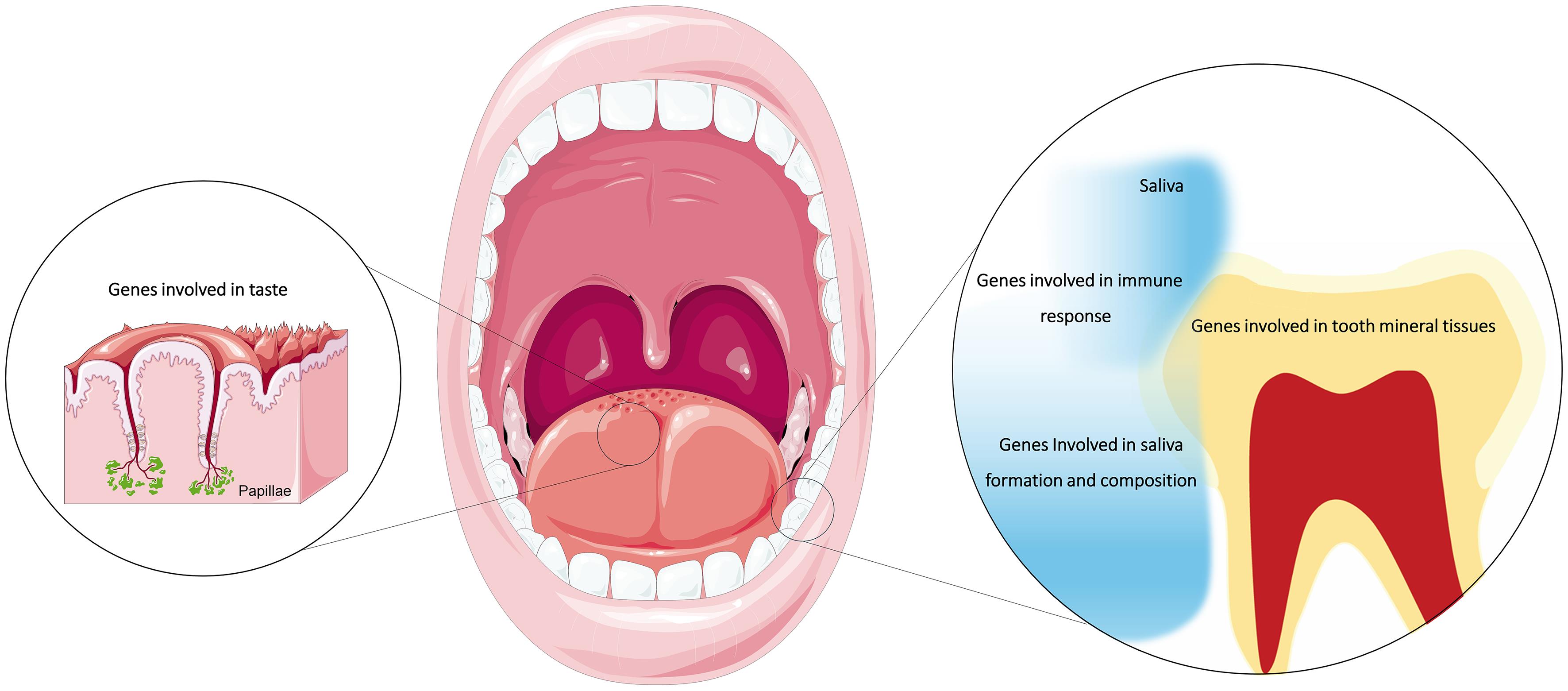 Main genetic groups with potential association with dental caries according to genetic pathways.