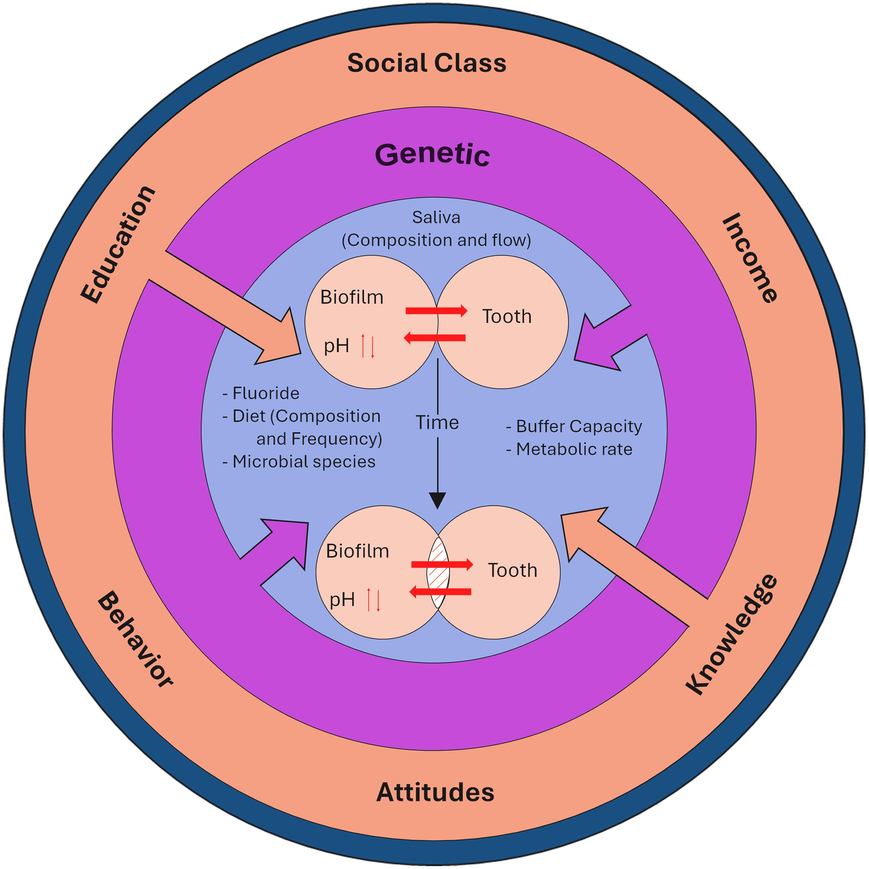 Theoretical model of dental caries including genetic factors.