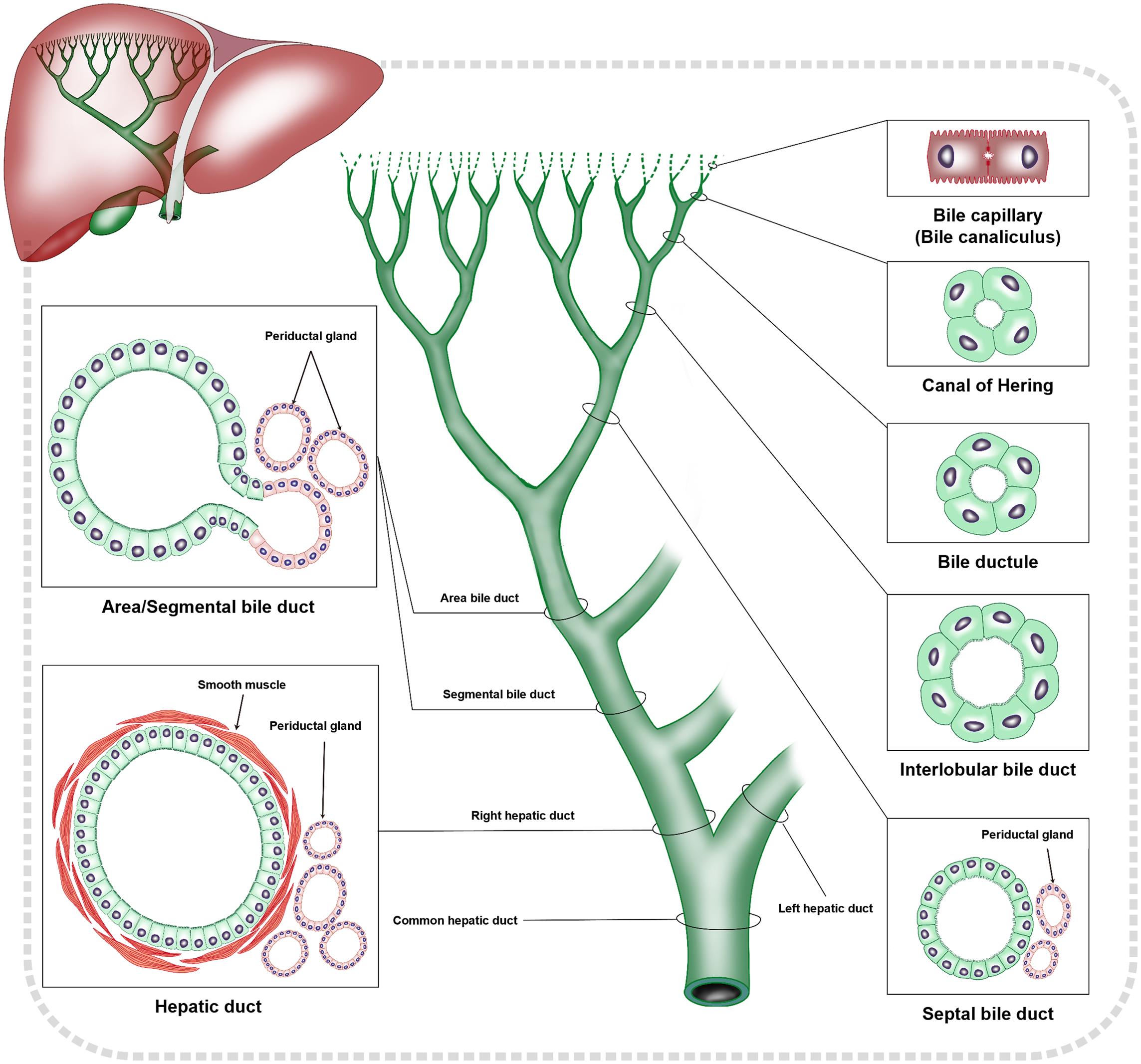 Schematic diagram of structural characteristics of intrahepatic biliary system.