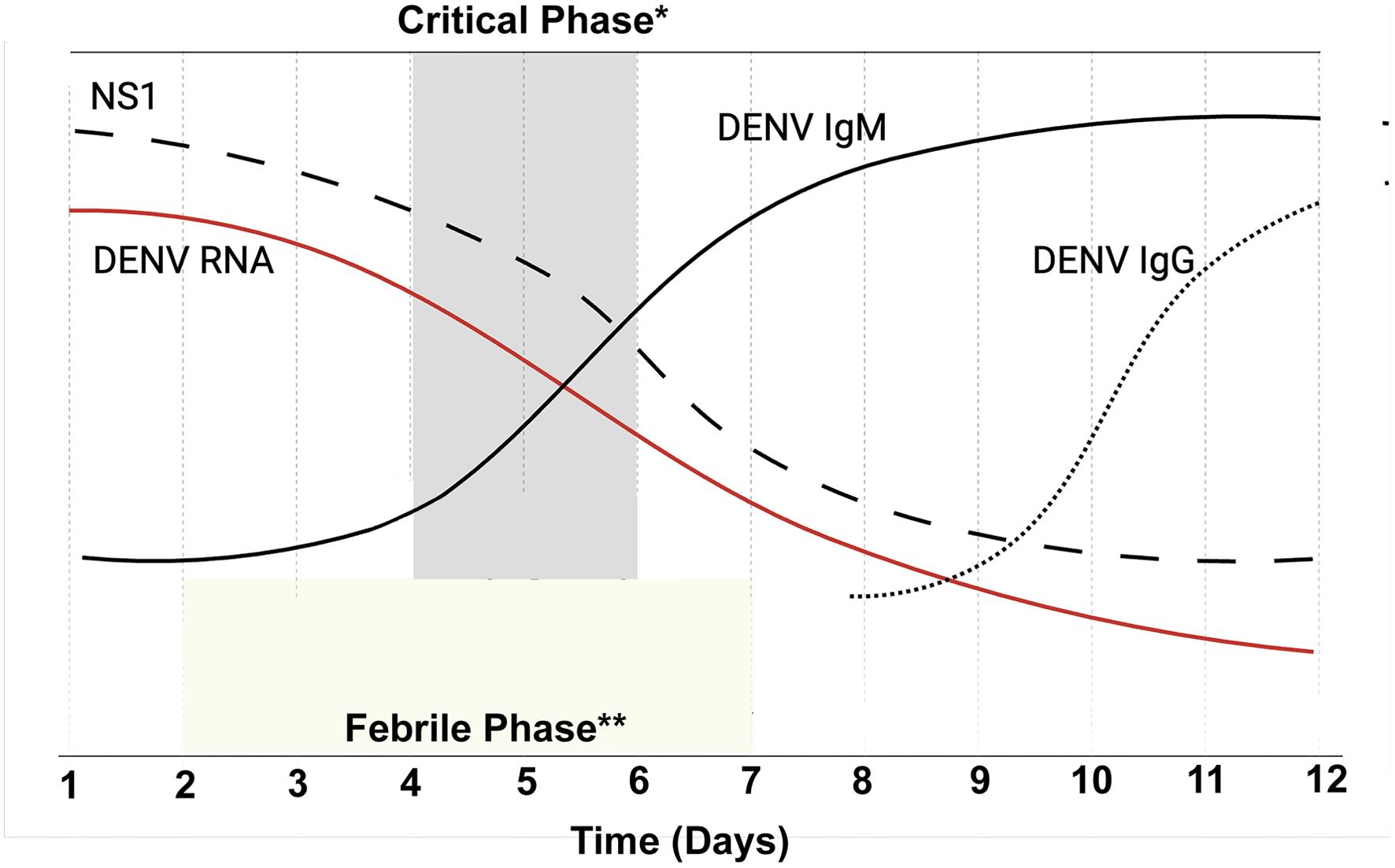 A time course of fever, antigens, and antibodies in typical dengue infection.
