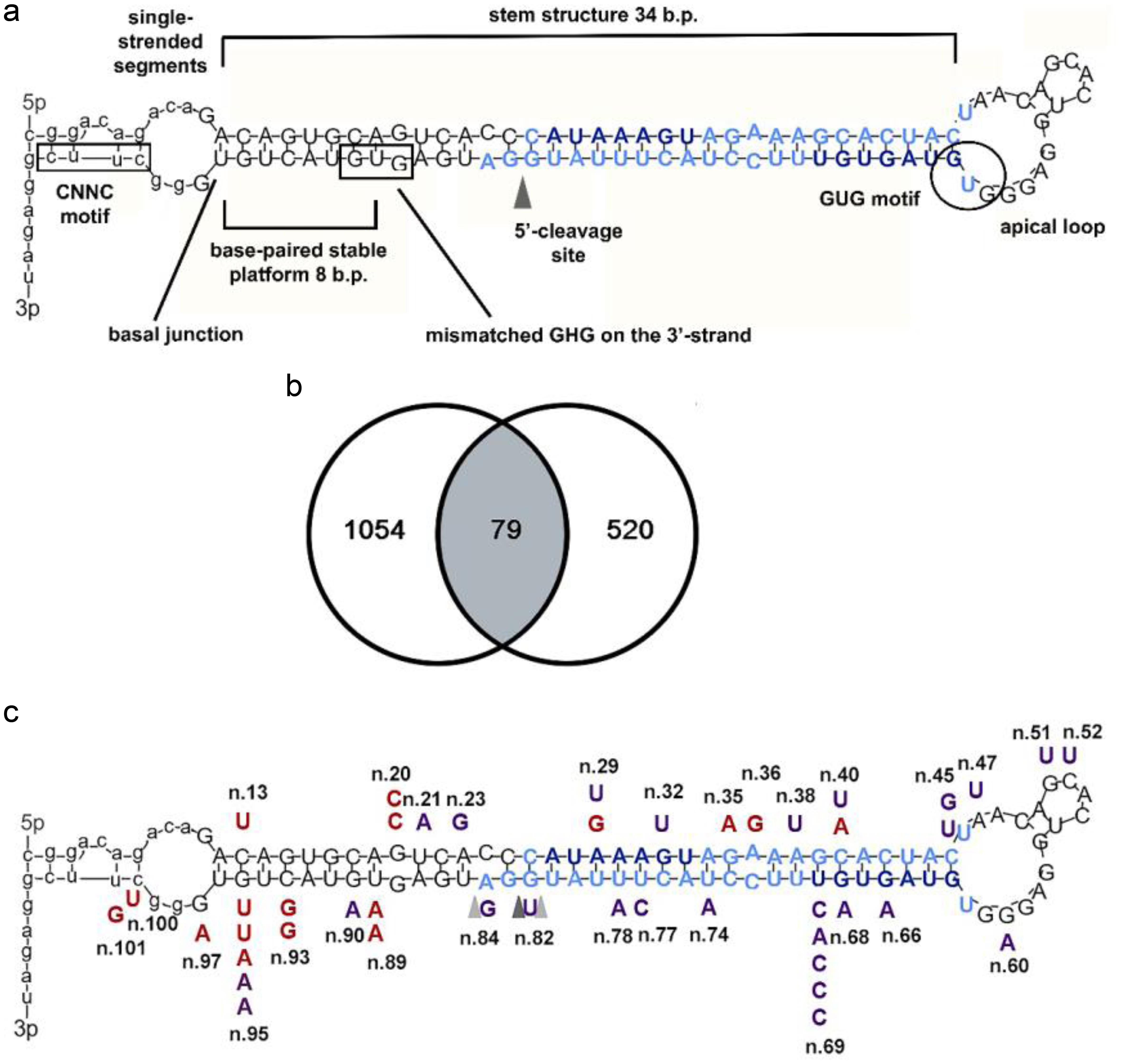 Secondary structure of the normal pri-miR-142 hairpin (a); Venn diagrams of changes in the target spectrum predicted for microRNAs in normal conditions (left circle) and with n.29A/G in the “seed” sequence of miR-142-5p (right circle); the number of common targets is indicated in the area of intersection of the two circles (b); location of the <italic>MIR142</italic> gene mutations on the predicted secondary stem-loop structure of the wild-type pri-miR-142, modeled using the UNAFold web server (c).