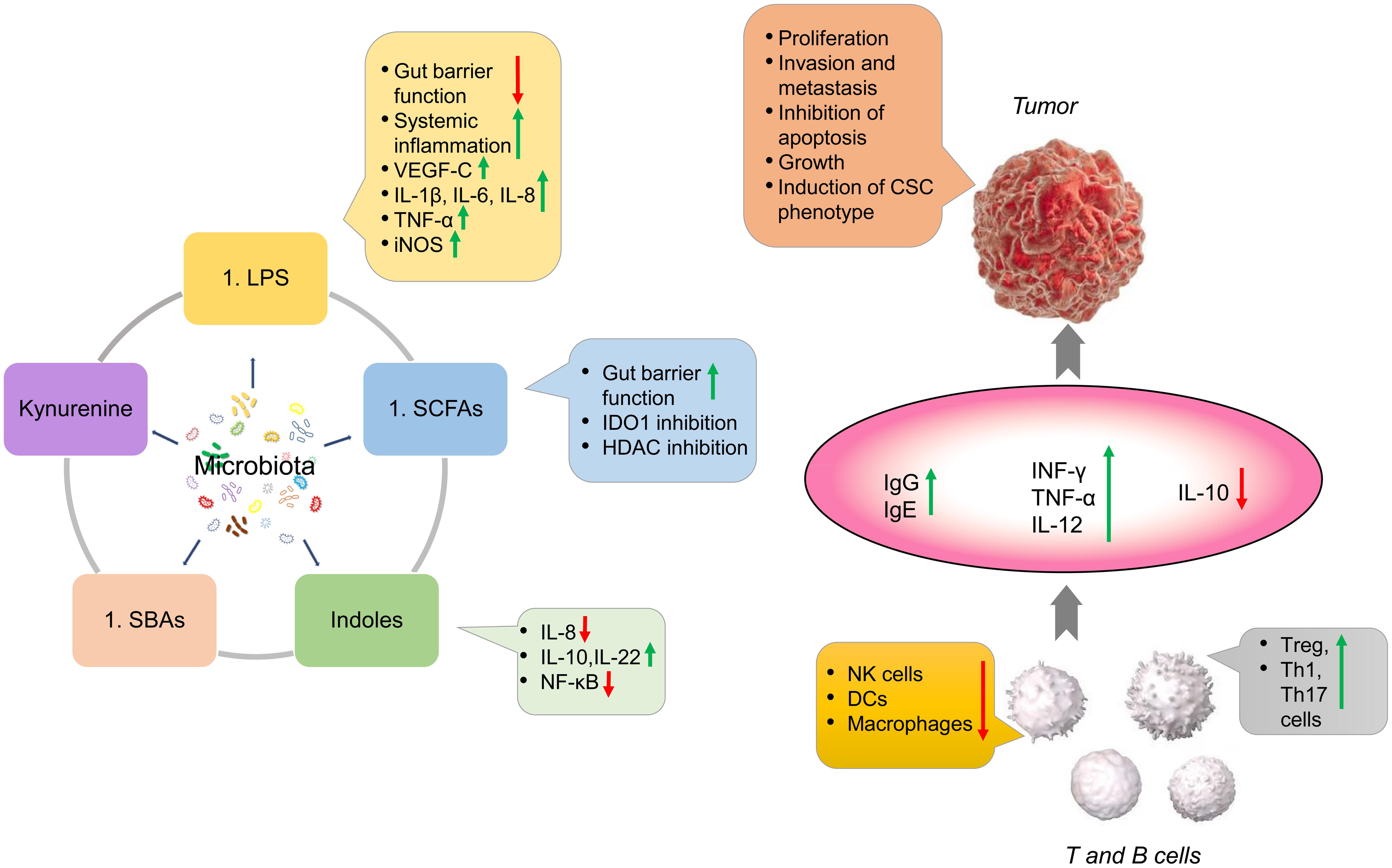 Relationships of various metabolites of the gut microbiota with tumor development.