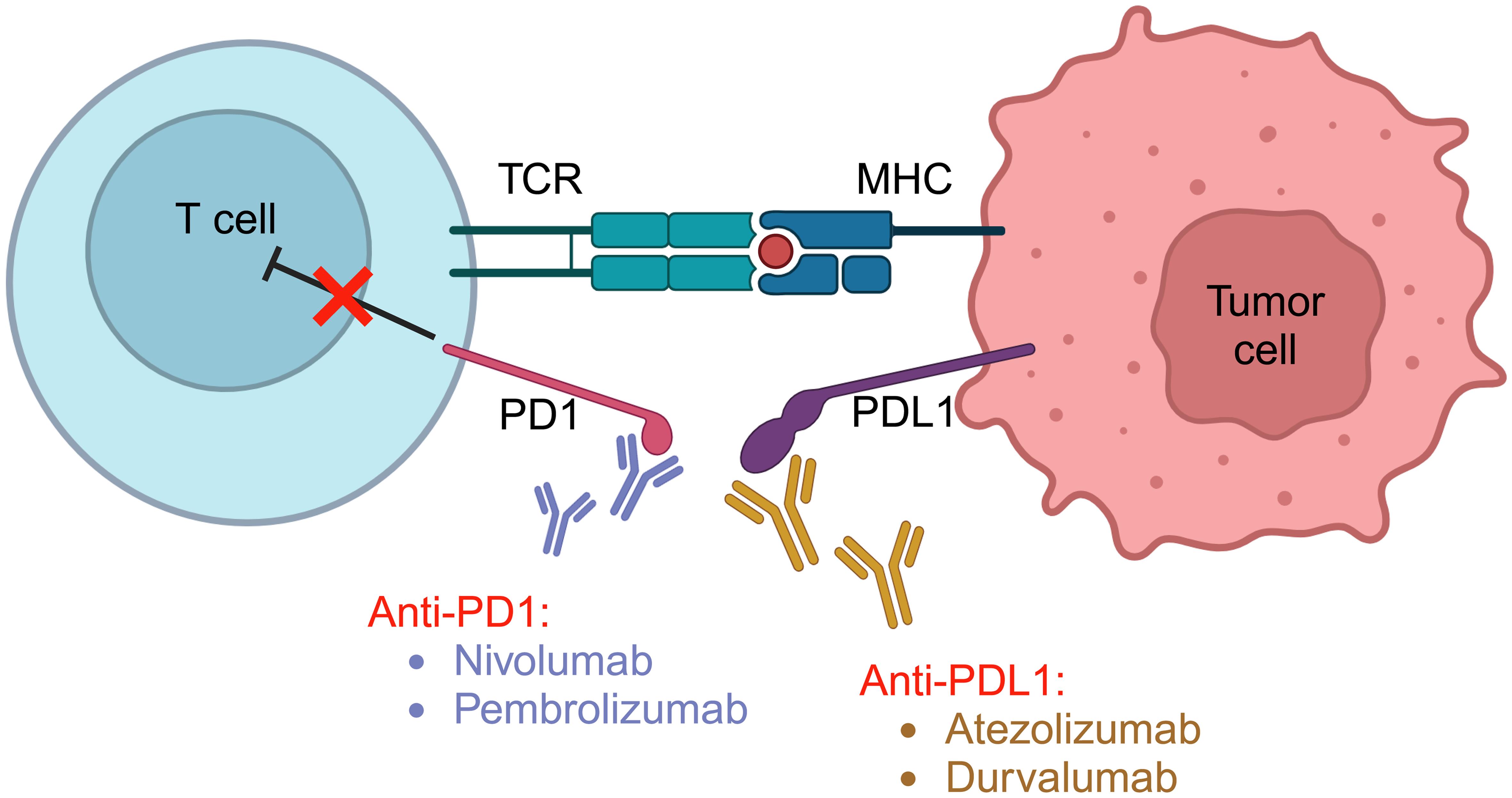 Schematic representation of PD1/PD-L1 interaction.