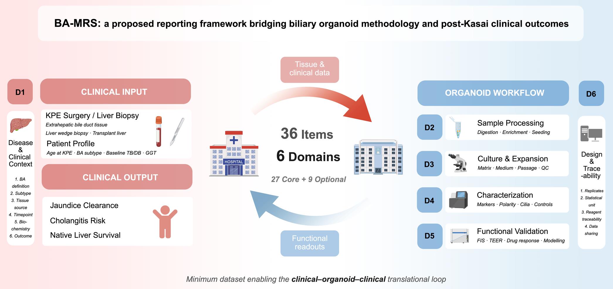 BA-MRS: a proposed reporting framework bridging biliary organoid methodology and post-Kasai clinical outcomes.