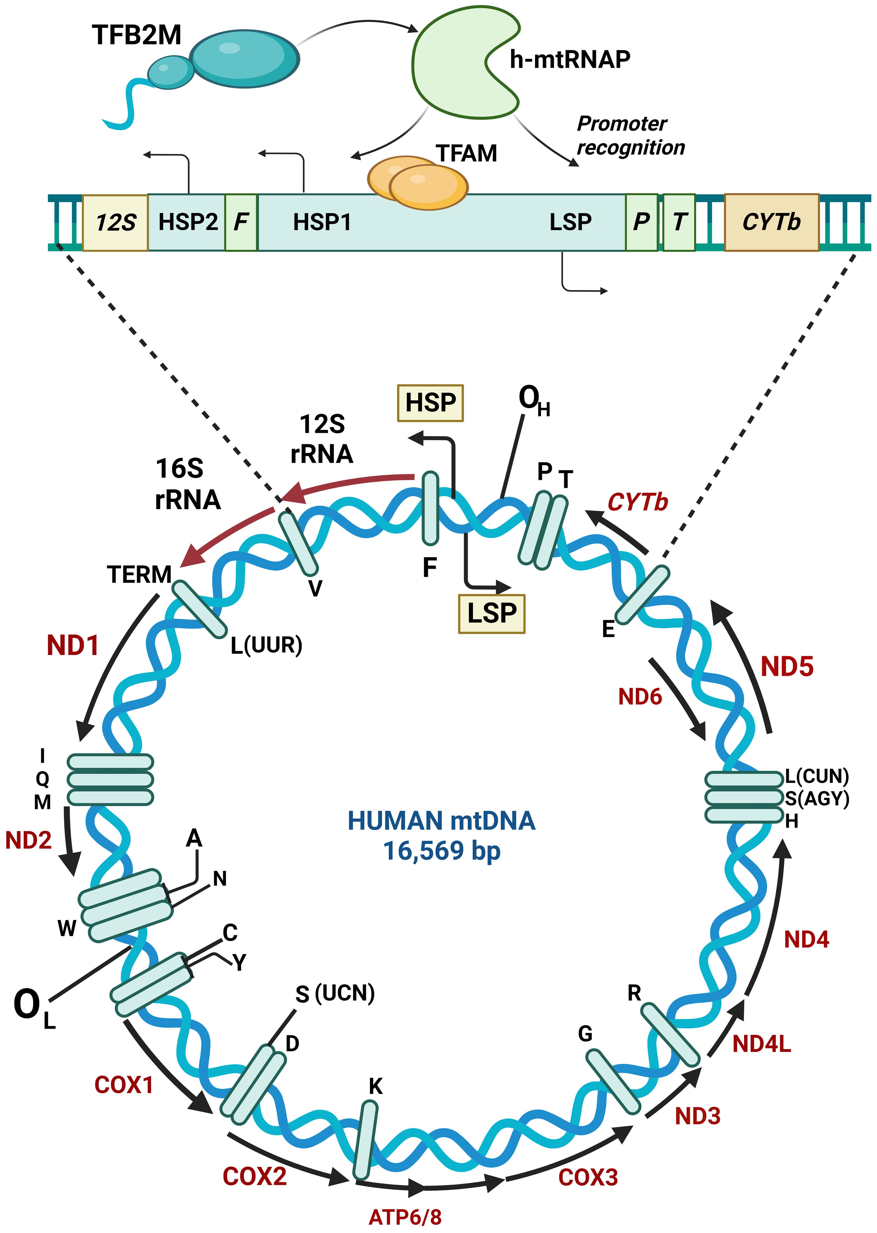 Structural organization of human mitochondrial DNA.